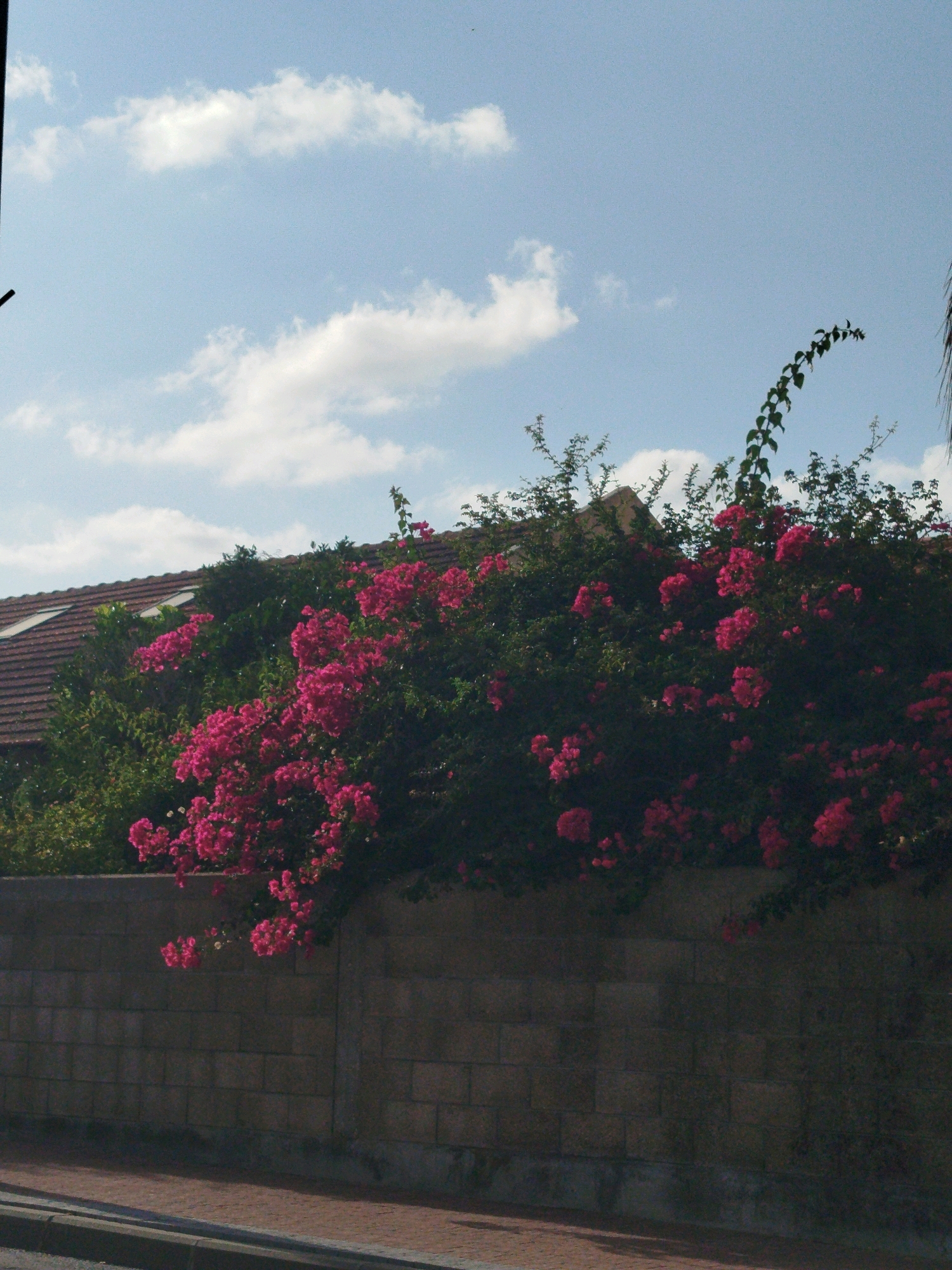 The image depicts a sunny day with a clear blue sky dotted with scattered white clouds. In the foreground, a stone wall runs horizontally across the frame, appearing to be made of rectangular blocks. Above the wall, a dense bush with vibrant pink flowers spills over the top, with some of the branches extending outwards. Behind the bush, the terracotta tiled roof of a house is visible, with two angled skylights. The overall impression is of a residential area, possibly a garden or yard, in a warm climate. The image is taken from a street level perspective, with a hint of a sidewalk and curb in the lower left corner, suggesting an urban or suburban setting. Based on the visual cues, the scene is consistent with a location in Ashkelon, Israel, known for its Mediterranean climate and abundant flowering plants.