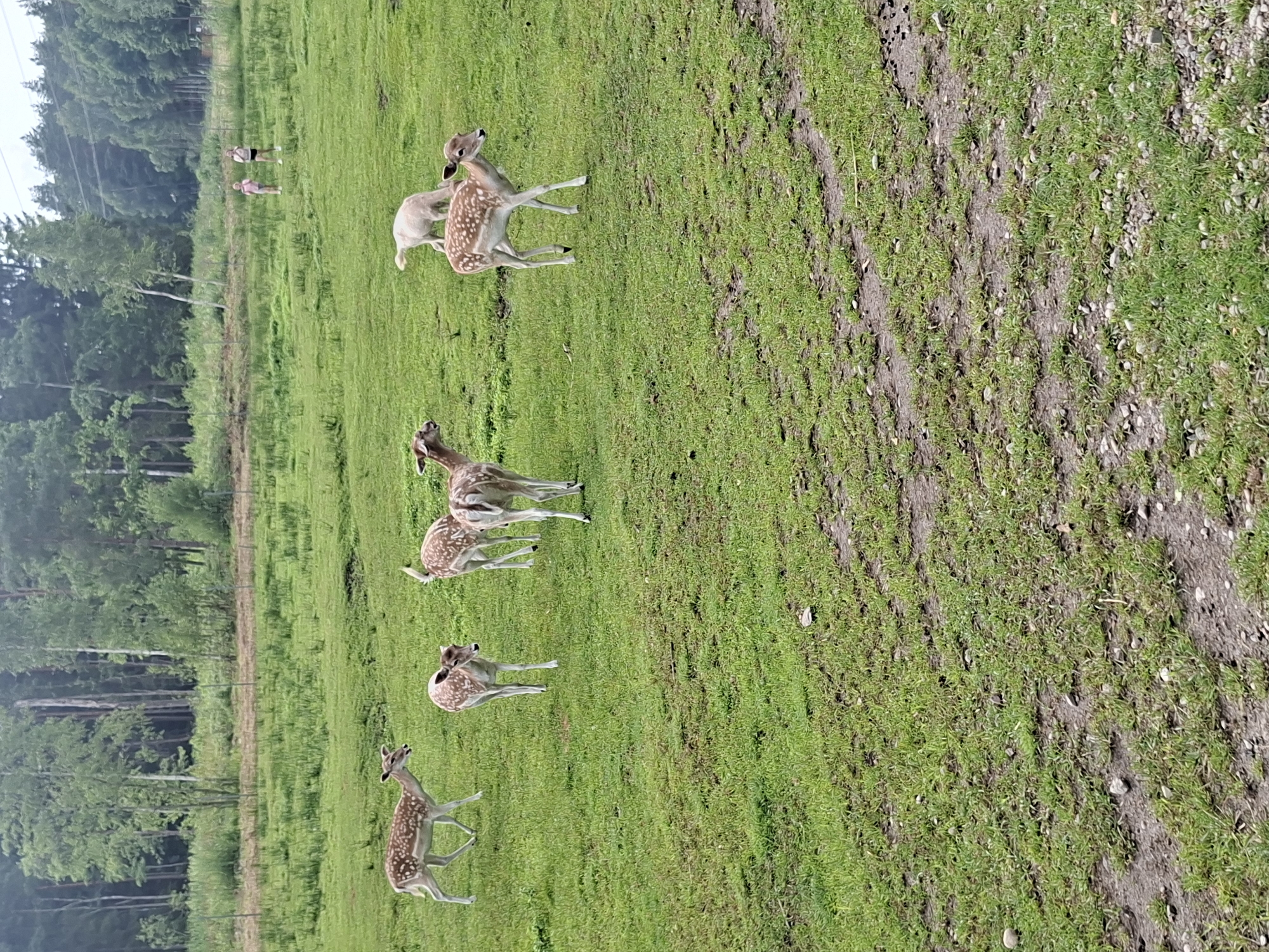 In a grassy field in Karčiupis, Lithuania, a group of six deer are scattered across the landscape. Four of the deer are spotted and appear to be young, with delicate frames and dappled coats. One of these young deer is in the foreground to the right, looking to its left. Another young deer is to the left of the frame, walking towards the right. Two more young deer are further into the background, one walking away and the other standing. A fifth deer, a white fawn, is grazing in the midground to the right. A sixth deer, also spotted, is standing in the middle ground, facing left. In the background, two young girls are walking across the field. The field is covered in green grass, with some patches of mud and small stones. A dense forest borders the field, with tall trees creating a natural backdrop. The sky is overcast, suggesting a cloudy day.