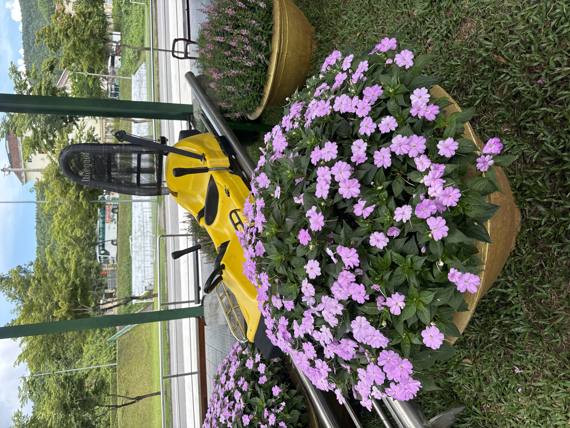 A roadside view in Đà Nẵng, Vietnam, features a yellow toboggan-style ride on a metal track, bordered by large gold planters filled with purple flowers. The ride appears to be part of an outdoor attraction. Across the track is a road with trees and a view of buildings and hills in the background. The ground surrounding the planters is covered in grass.