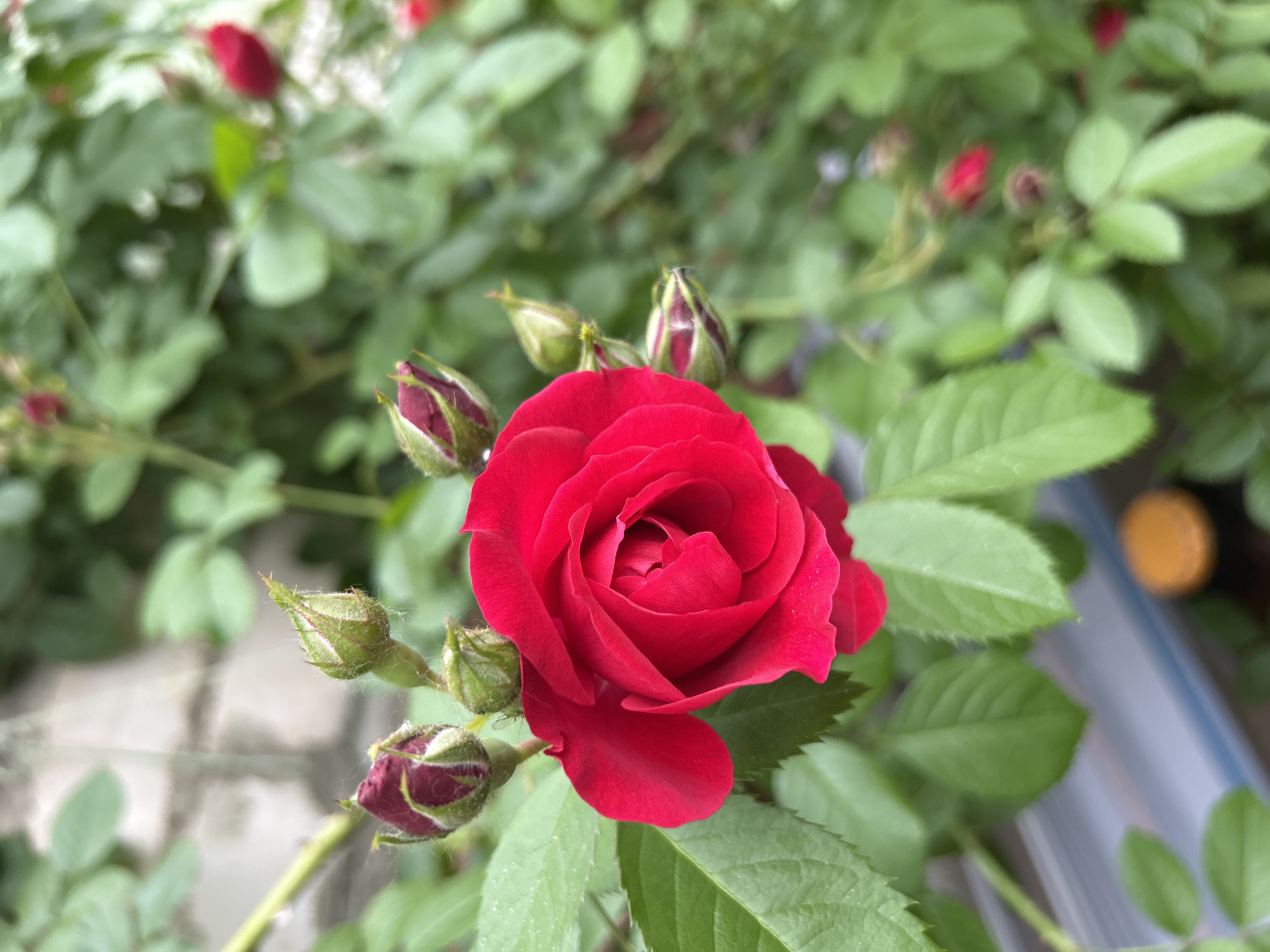 A close-up shot shows a vibrant red rose in full bloom, its petals unfurling in a spiral pattern. Several rosebuds, still tightly closed, are clustered around the main flower, some tinged with a deeper red. The rose plant is lush with green leaves, some of which appear slightly fuzzy. In the background, out of focus, is a blurred brick wall and more greenery. The image appears to be taken outdoors, possibly in a garden, in the city of Chaikovsky, Russia. The lighting suggests it is daytime.