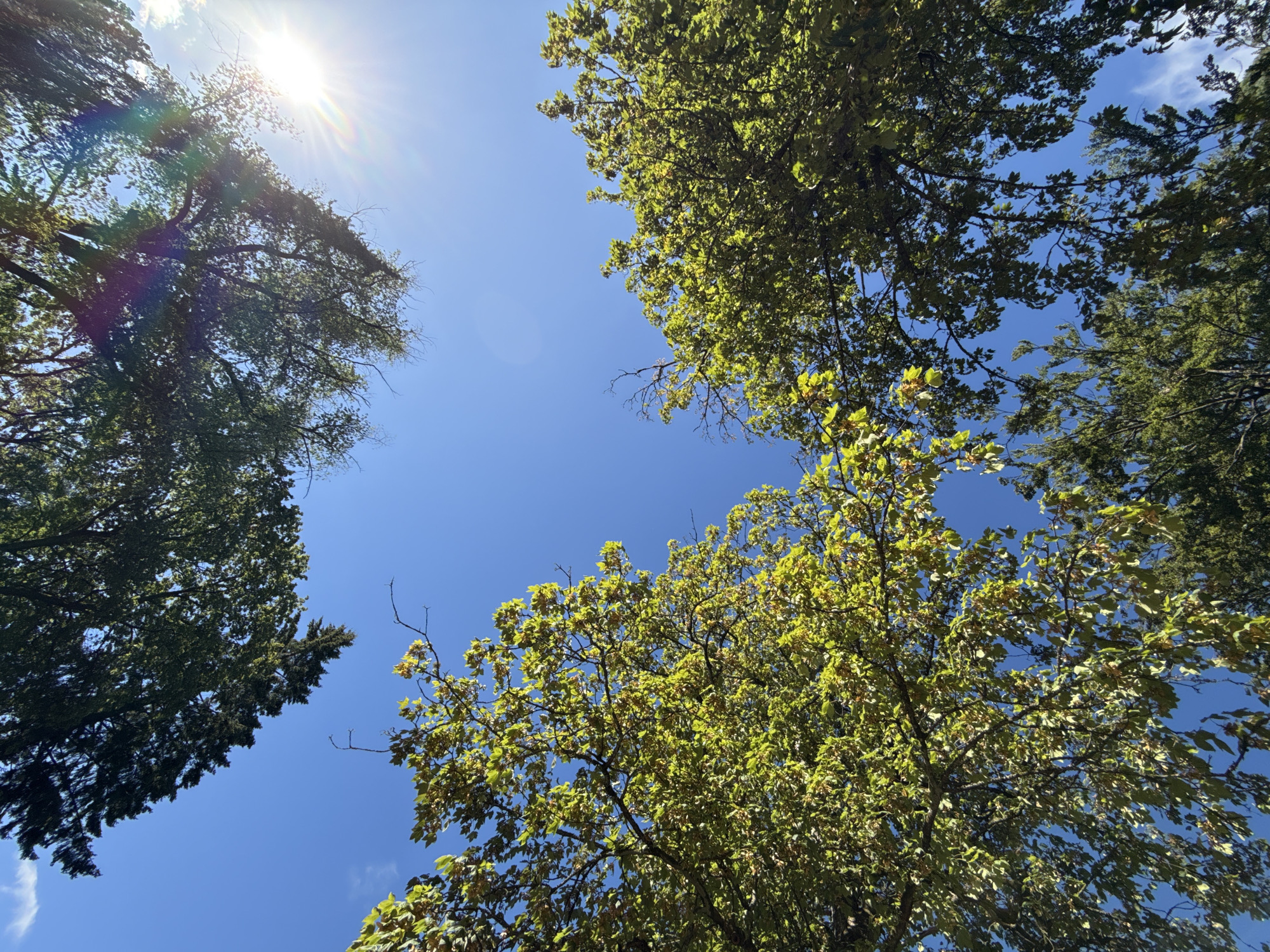 The image displays a low-angle view looking up at the sky through the canopy of several trees. The sky is a vibrant, clear blue with a few wispy white clouds. Sunlight streams down from the upper right corner, creating lens flare and highlighting the leaves of the trees. The foliage is predominantly green, with some areas showing yellow or light brown, suggesting a possible late summer or early autumn season.
The trees are diverse in their foliage and branch structure. In the top left, a dense canopy of dark green leaves is visible. The upper right features a tree with lighter green leaves and more prominent branches, with the sun's rays piercing through. Two prominent trees dominate the bottom and center of the frame, with their green leaves illuminated by the sun. Their branches are intricate, with some bare twigs visible. In the lower part of the image, the tips of other evergreen trees can be seen reaching upwards.
This perspective suggests the photo was taken in a park or a wooded area within the city of Bad Sachsa, Germany, where trees are abundant and provide ample shade. The clear sky and bright sunlight indicate fair weather conditions. No people or animals are present in the frame. The scene captures a natural outdoor environment, focusing on the interplay of light and foliage against the sky.