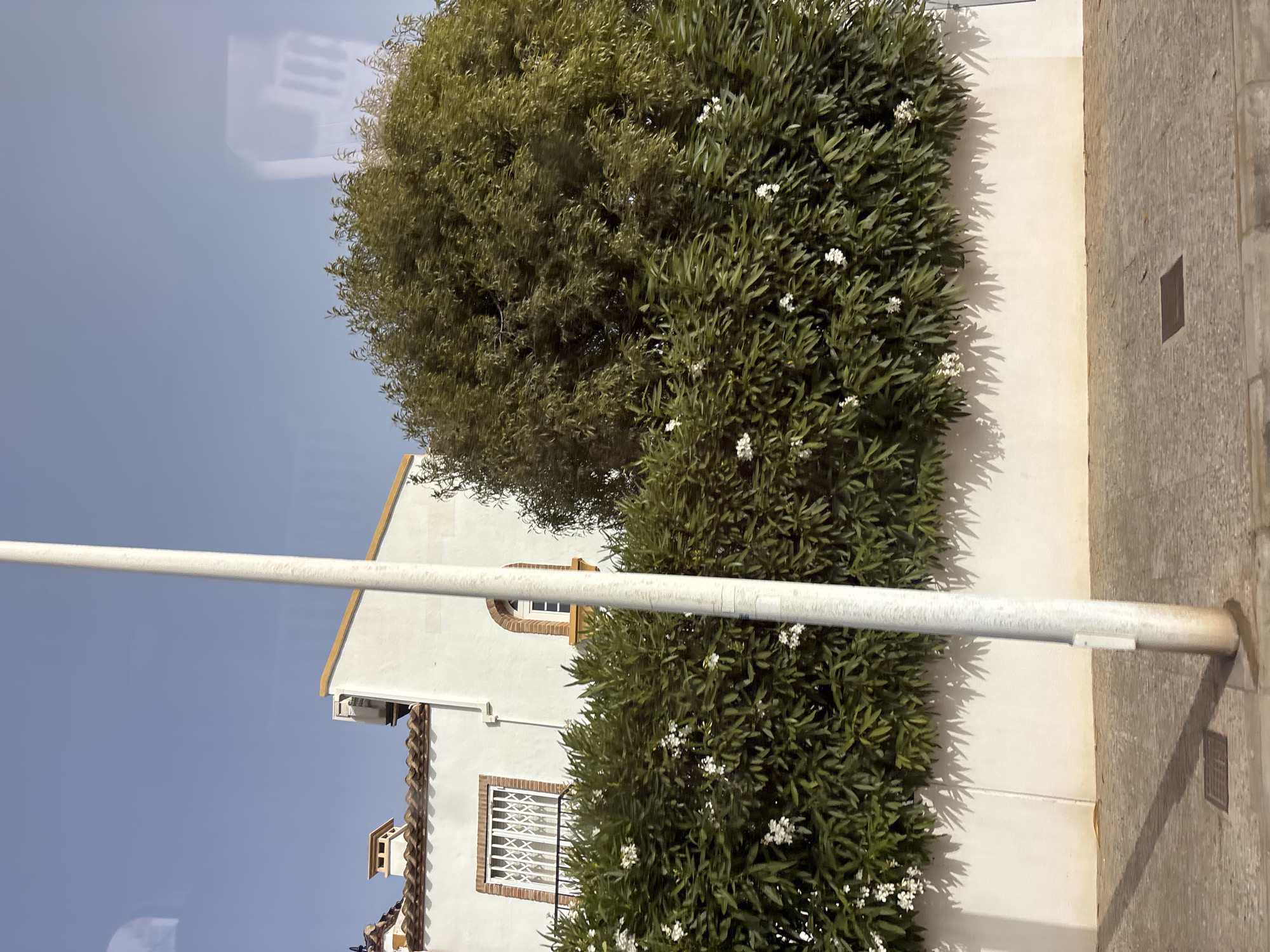 The image depicts a sunlit street scene in Orihuela, Spain. In the foreground, a light-colored, cylindrical pole stands vertically, casting a shadow on the paved ground. The ground is a textured surface composed of interlocking rectangular pavers and a darker square drain cover. A curb separates the paved area from a strip of asphalt or road surface.
Behind the pole and paving, a low, off-white wall runs horizontally across the frame. Above this wall, a dense, lush green hedge forms a significant barrier, dotted with small white flowers. The hedge is partially obscured by a large, rounded green tree with abundant foliage on the right side of the image.
Further back, a white building with a terracotta tiled roof is visible. This building has a window with a white decorative security grate and a balcony. Another arched window with an orange frame is also present. The building has a yellow-trimmed roofline.
The sky above is a clear, pale blue. Reflections of what appear to be windows or architectural features are subtly visible on the surface from which the image was taken, suggesting it was shot from inside a vehicle or through glass. There are no people or animals visible in the scene. The overall impression is of a warm, sunny day in a residential area of Orihuela.