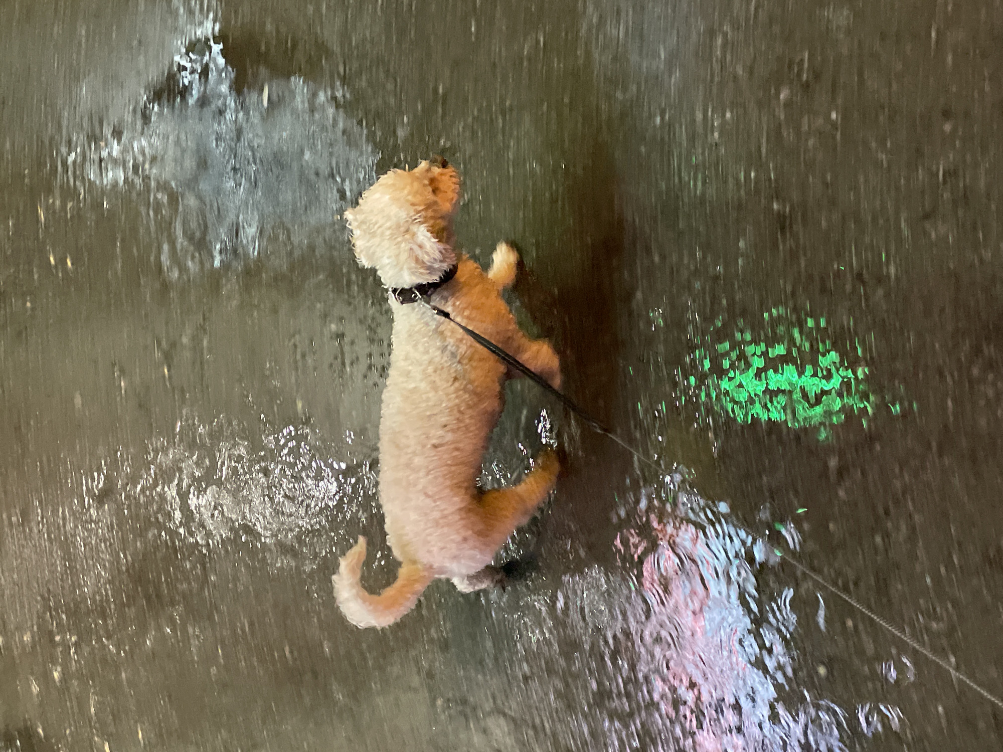 A small, light-beige poodle stands on its hind legs in a public outdoor space, presumably a pedestrian zone. The ground appears wet, possibly due to recent rain or a water feature. The poodle wears a black collar and is attached to a leash extending out of frame, suggesting a person is holding it. The background shows indistinct reflections of lights, including green and red hues, hinting at urban infrastructure and illumination at night. The scene appears to be in Yekaterinburg, Russia.