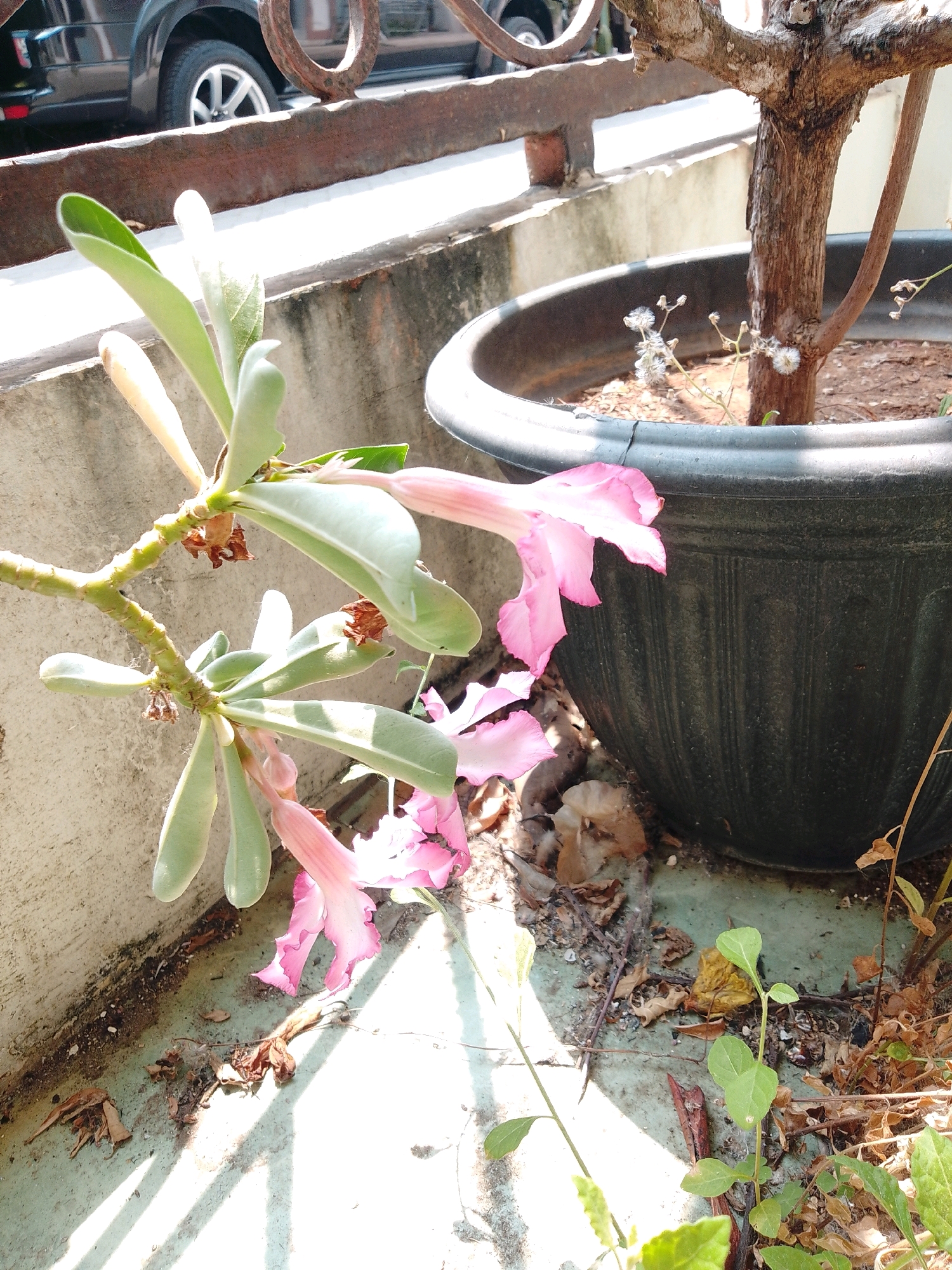 The image depicts a close-up view of a potted desert rose plant with several pink flowers and light green leaves. The plant is in a large, dark-colored pot, which is situated outdoors. The background shows a concrete wall and railing, and a portion of a black SUV is visible on the left. There are some dried leaves and debris on the ground. The sunlight casts shadows on the ground, indicating an outdoor setting. The scene is likely located in Cikal, Indonesia, given the context of the request. No people are visible in the image, and no specific actions or interactions are occurring. The overall impression is one of a plant in a garden or patio setting.