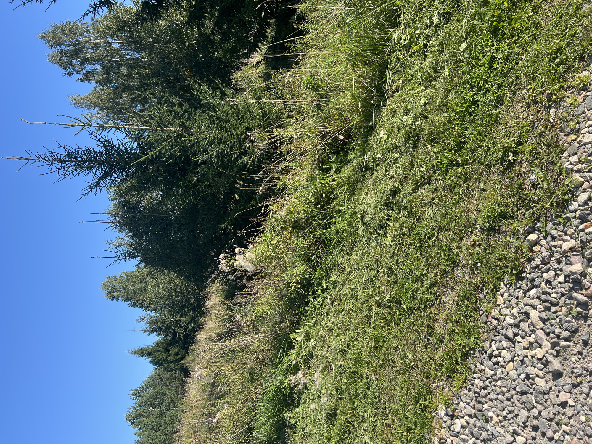 The image depicts a natural outdoor scene with a clear blue sky overhead. In the foreground, a gravel path runs along the bottom left of the frame, meeting a grassy area that appears to have been recently mowed, with visible clumps of cut grass scattered across it. The grassy area extends upwards into a hillside covered in tall, wild vegetation, including grasses and flowering plants, some of which have fluffy white seed heads. A dense line of evergreen trees, likely spruce or fir, forms a treeline across the middle ground, with some deciduous trees, possibly birch, interspersed. The overall impression is of a rural or semi-wild environment, possibly a roadside verge or the edge of a forest. There are no people or discernible man-made structures visible in the scene.