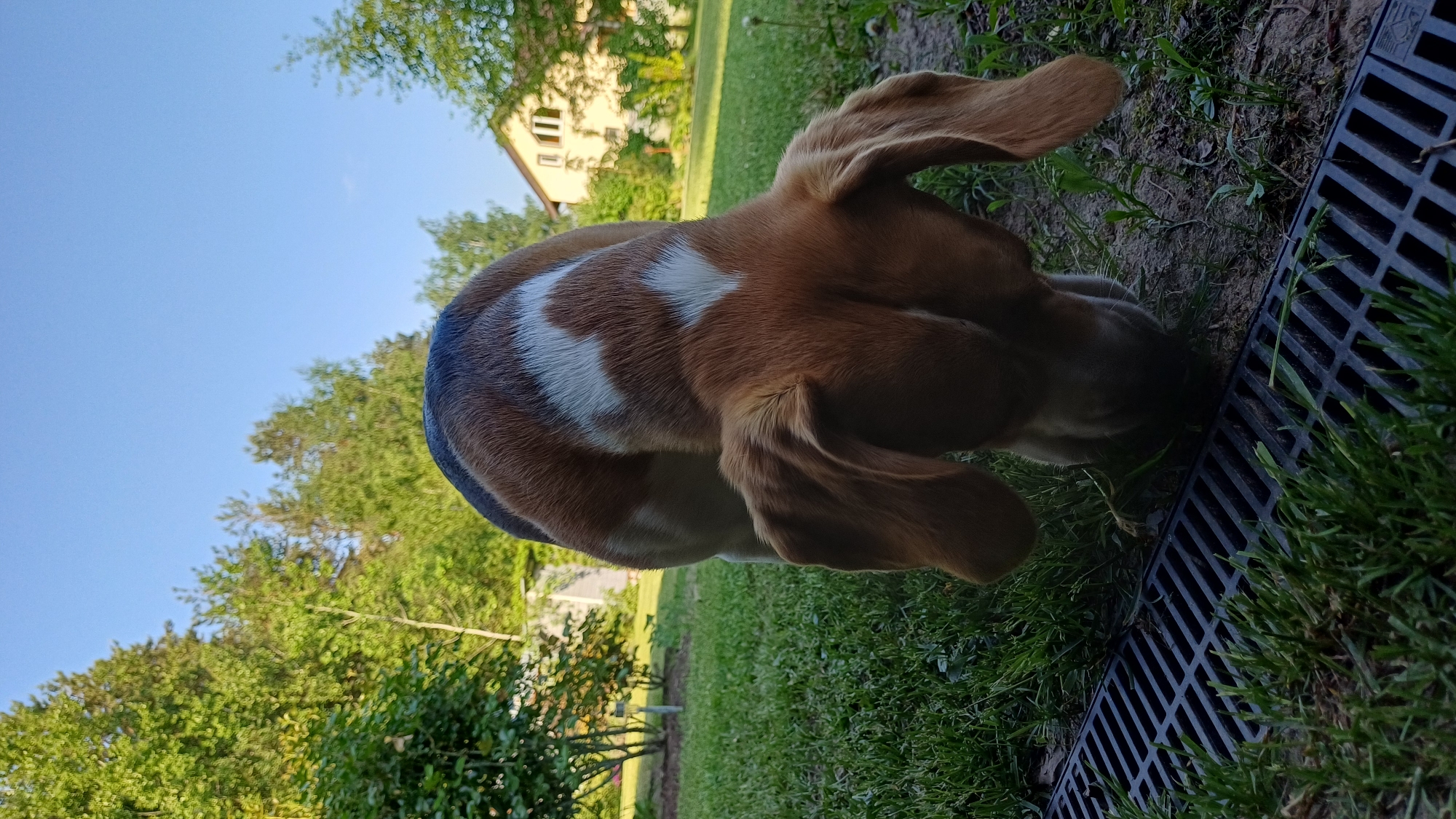 A medium shot captures a beagle investigating a storm drain in a grassy area. The dog, primarily brown with white markings, has its head near the drain, possibly sniffing or exploring. The drain is a rectangular grate made of dark-colored material. The background includes a green lawn, trees, and a building visible in the distance. The image suggests a residential or park-like setting in an outdoor environment. There are no indications of the location being in Timokhovo, Russia. The orientation of the image is sideways.