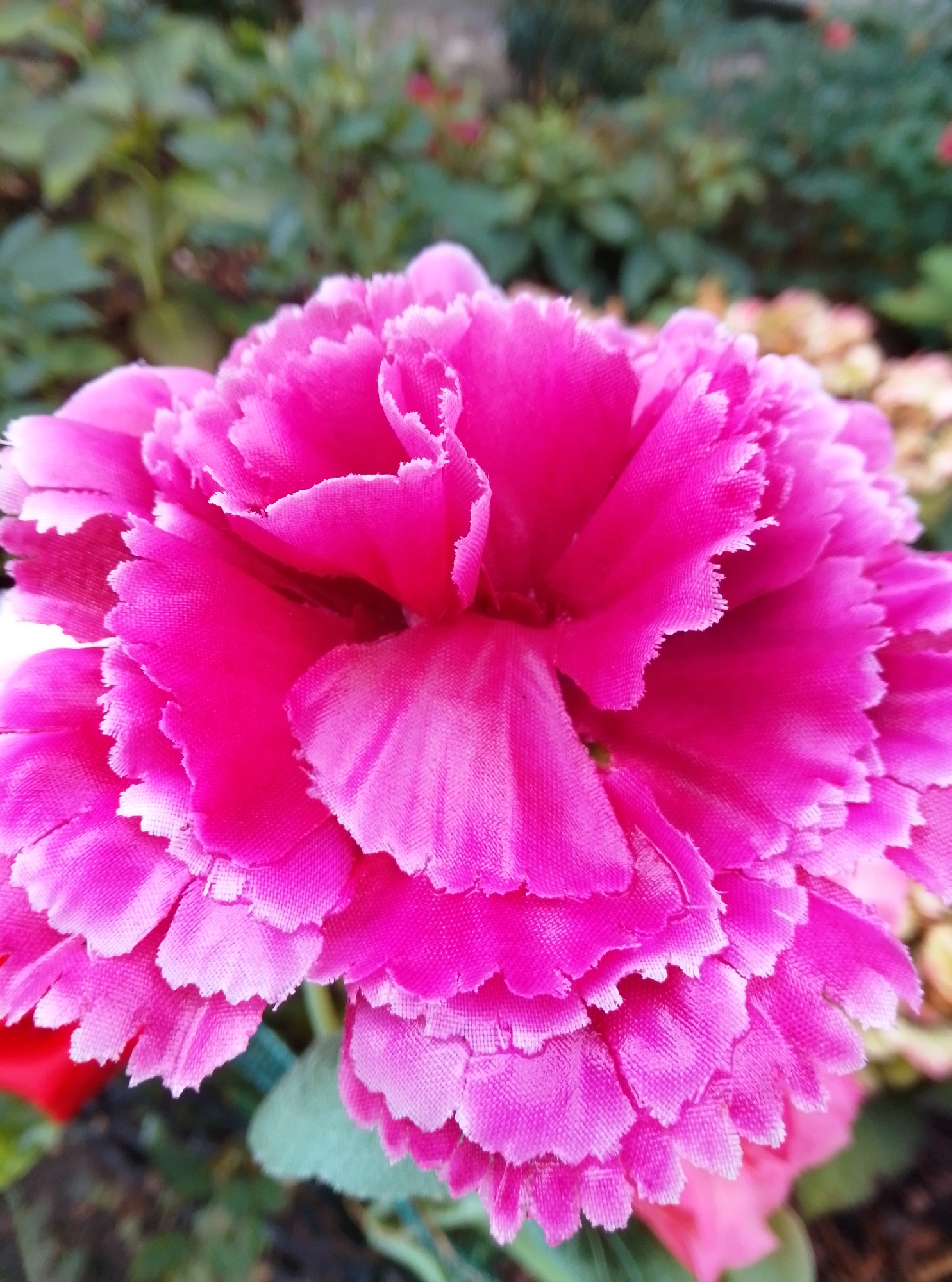 A close-up, eye-level shot features a vibrant fuchsia carnation in full bloom, occupying the majority of the frame. The flower's petals are layered and ruffled, with a textured surface that suggests fabric rather than natural petals. The edges of the petals are frayed, giving them a delicate appearance. The background is softly blurred, showing hints of green foliage and other floral elements, indicating an outdoor garden setting. The lighting is even, highlighting the rich color and texture of the carnation. The scene is devoid of any human presence or discernible activity. This image was captured in the city of Wedel, Germany.