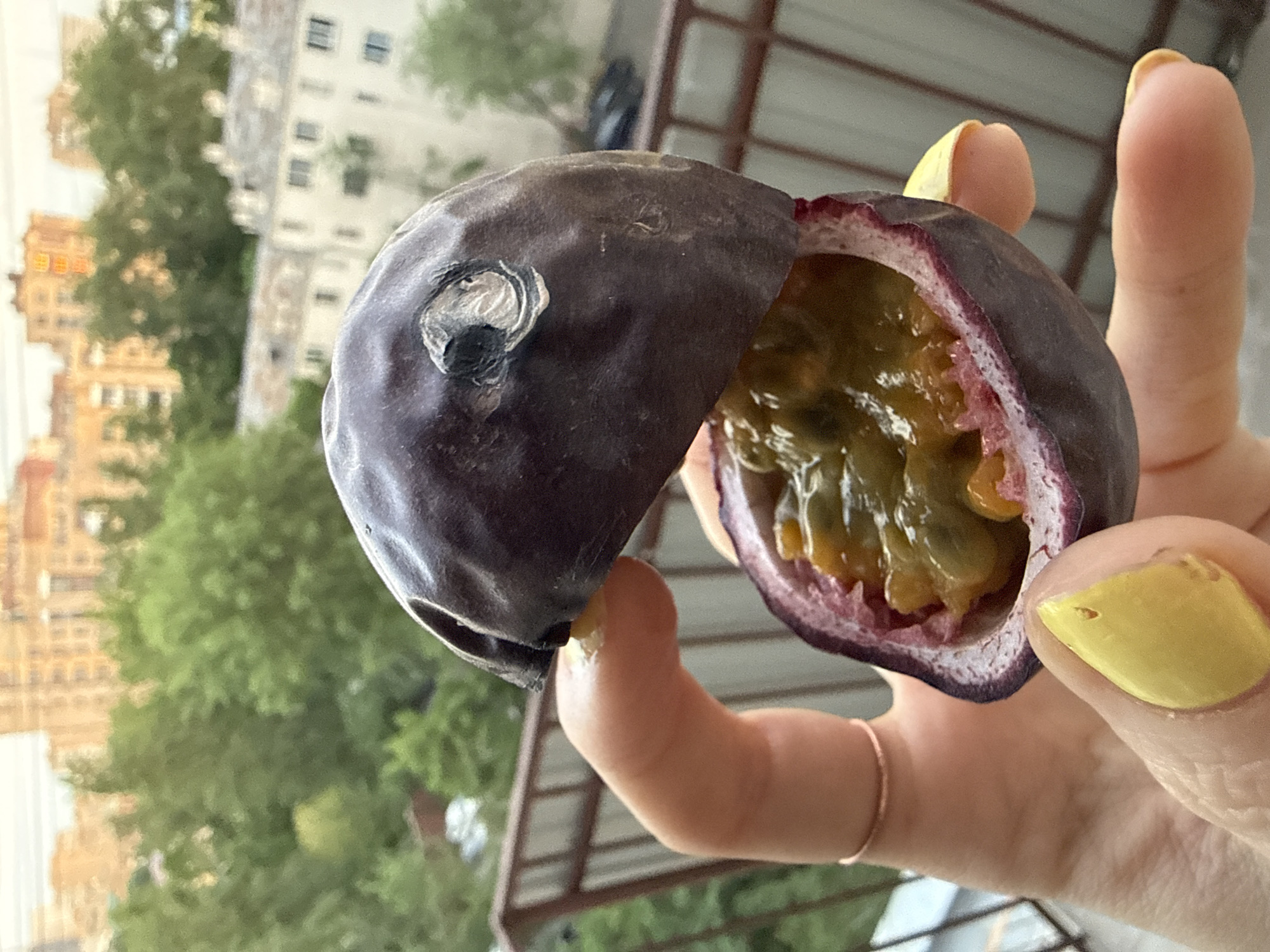 A person is holding a passion fruit cut in half. The passion fruit has a dark purple rind and the inside is filled with a yellow pulp and black seeds. The person has yellow nail polish and is wearing a thin gold ring. The background shows a city with trees and buildings, and metal roofing material. Based on the architecture visible in the background, this image was taken in Moscow, Russia.