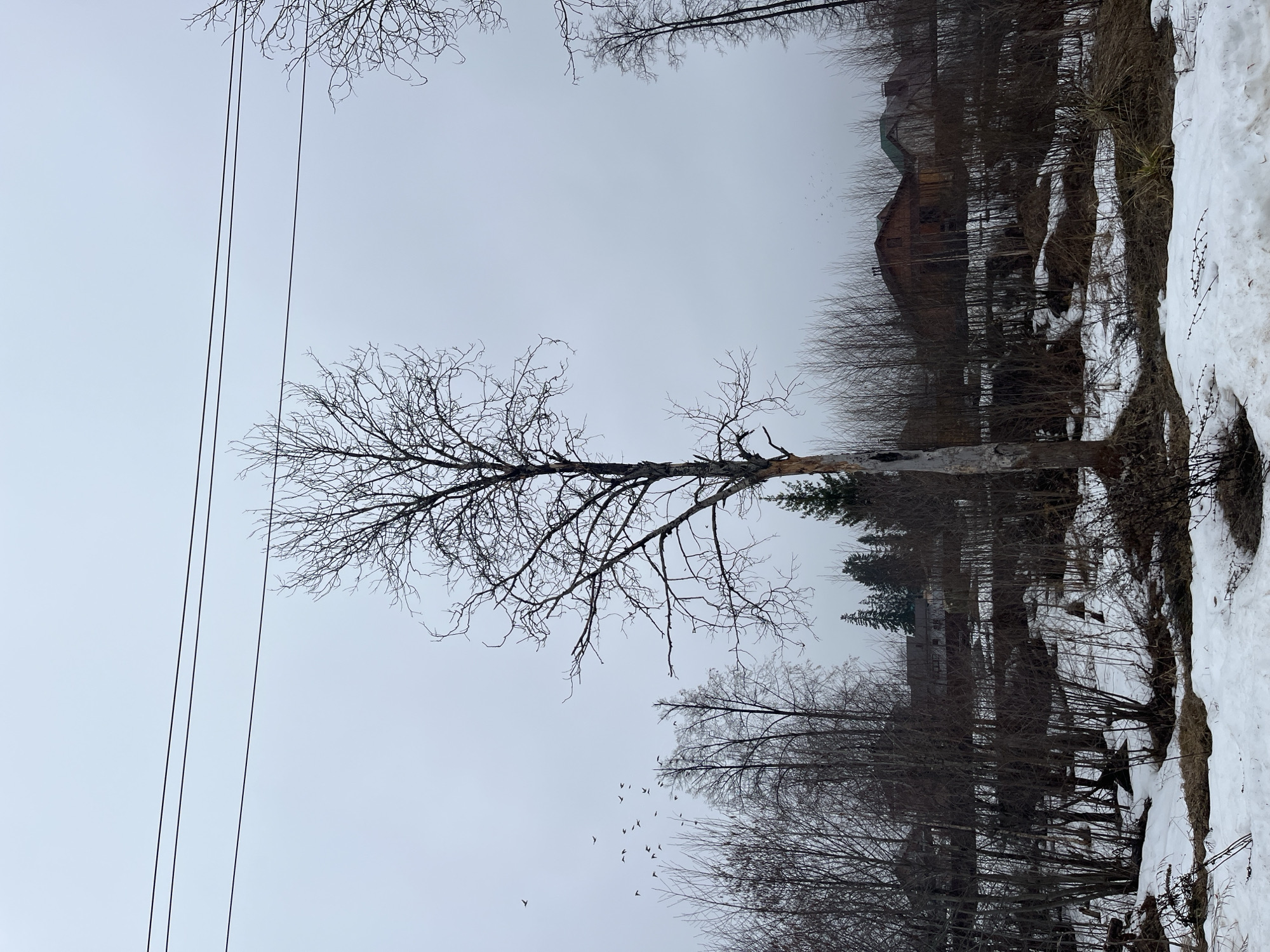 The image depicts a winter scene in a location presumed to be in Chaikovsky, Russia, based on the prompt. The foreground features a leafless tree with several broken branches, suggesting damage or decay. To the right, a snow-covered ground borders a wooded area with a mix of bare trees and some evergreen trees. A building is partially visible through the trees, it appears to be constructed of dark wood. Several black lines, likely power lines, are visible against the overcast sky. A flock of birds is flying in the middle distance. The sky is uniformly grey, indicative of overcast conditions.