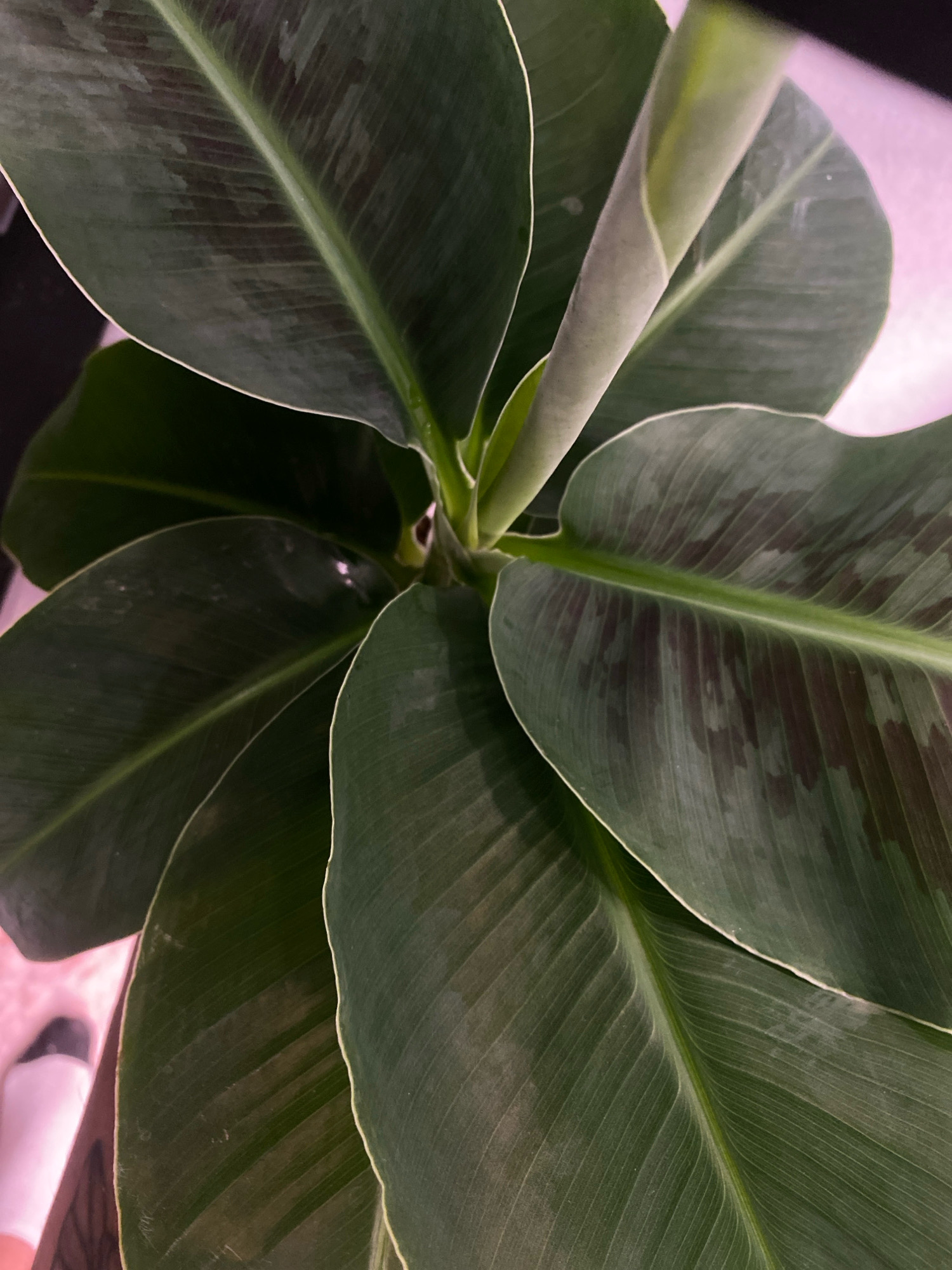 The image shows a close-up view of large, dark green leaves of a plant, likely a banana plant given the leaf shape and venation. The leaves have a slightly waxy sheen and exhibit subtle variations in color, with some areas appearing darker or purplish, possibly indicating variegation or natural markings. The central vein of each leaf is prominent and light green. One new leaf is partially unfurled and curled at the top. The background is blurred and shows a pinkish-purple hue, suggesting artificial lighting. A portion of a white sock and a bit of a foot are visible in the bottom left corner, indicating a human presence. The scene is indoors. There is no information available to determine the location in the city of Zarechny, Russia.