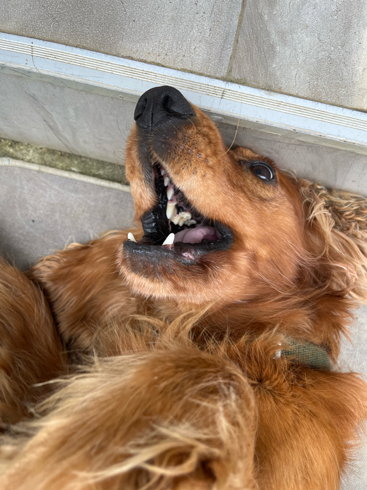 A close-up, overhead shot features an auburn-colored dog lying on its back on a light gray textured surface, possibly an outdoor mat or couch. The dog's mouth is wide open, revealing its teeth and tongue. The dog's nose is black and prominent. The background shows a light gray, textured surface with horizontal lines, possibly a step or ledge. The overall lighting suggests an outdoor setting. No specific city details for Ureki, Georgia are visible in the image.