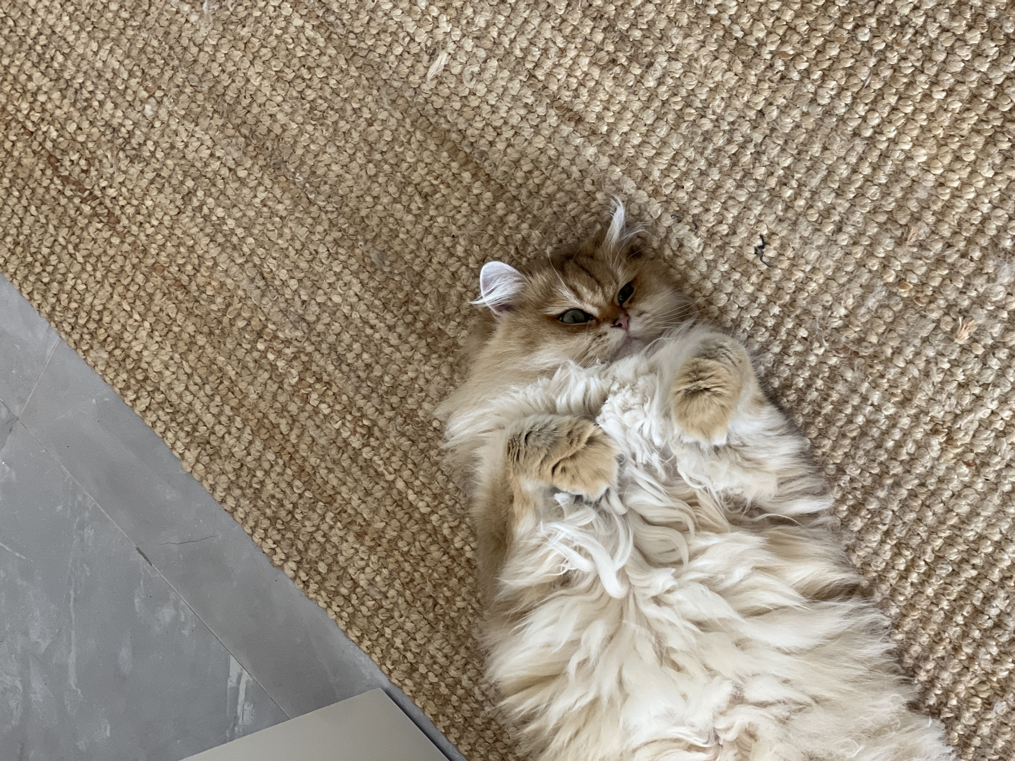 A fluffy, ginger-colored cat with green eyes is lying on its back on a beige, woven rug. The cat's paws are tucked close to its chest, and its head is tilted slightly to the side, looking towards the camera. Its fur is long and voluminous, creating a soft, fluffy appearance. The rug appears to be made of natural fibers and has a textured surface. To the upper left of the cat, a portion of a gray tiled floor is visible, separated from the rug by a thin, dark strip. The overall scene depicts a relaxed domestic animal in an indoor setting. The location in Aksu, Turkey is not discernible from the image.