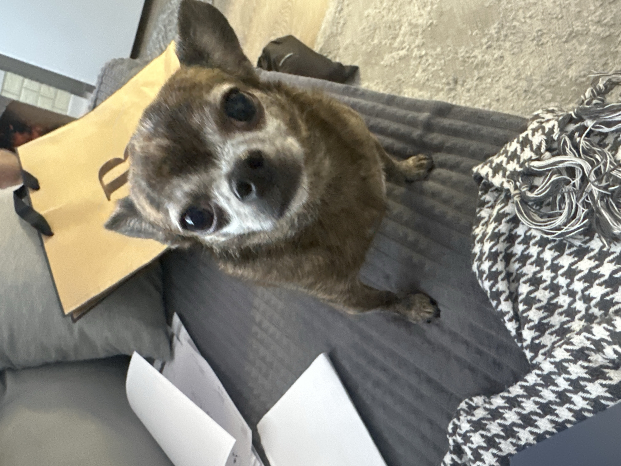 The image shows a close-up of a small, brindle-colored chihuahua dog sitting on a textured grey surface, possibly a sofa. The dog is looking directly at the camera with large, dark eyes. To the left of the dog is a light brown paper shopping bag with a black handle, and a portion of the letter "B" is visible on the bag. To the right of the dog is a black and white houndstooth patterned scarf with fringe. In the foreground, there are two white pieces of paper, one of which is curled. The background is blurred but suggests an indoor setting with neutral-colored walls and furniture. The lighting appears to be artificial, suggesting the image was taken indoors. No specific time of day or weather conditions are discernible. The overall mood conveyed is one of curiosity from the dog. No discernible text other than the partial letter on the bag is visible. The location context provided is Мирный, Russia.