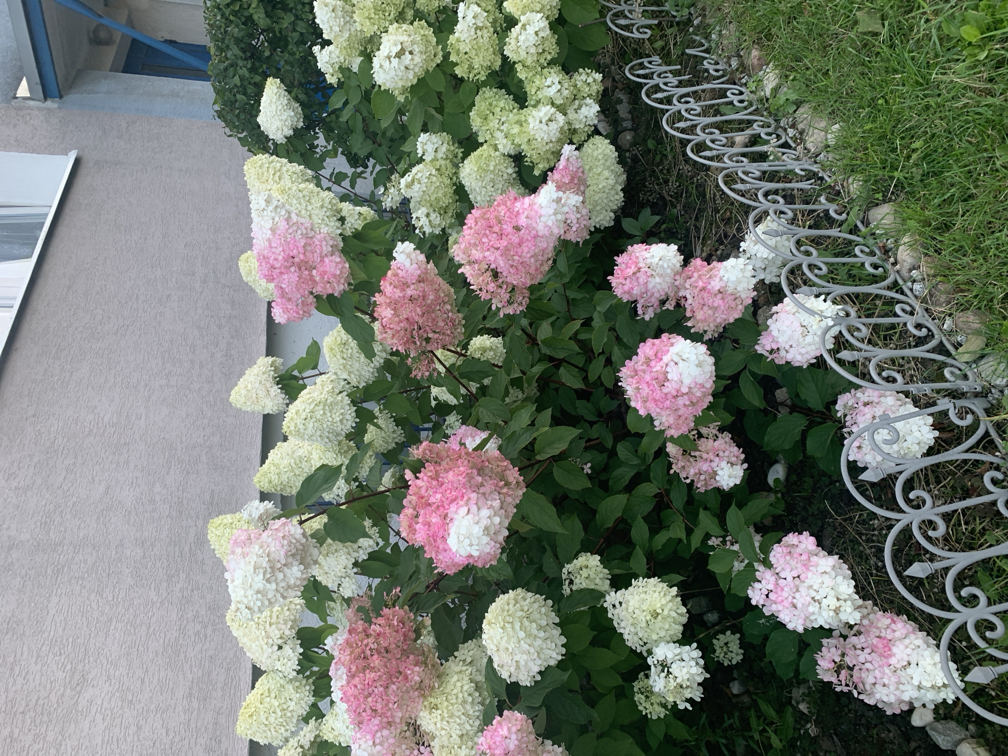 In Poznan, Poland, a cluster of blooming hydrangeas, transitioning from white to pink, is situated in front of a textured light grey building. A delicate grey metal fence runs along the base of the hydrangeas, separating them from a patch of vibrant green grass. The building appears to be residential or institutional, with a white-framed window visible on the upper level. The overall scene depicts a well-maintained outdoor space, likely a garden or yard adjacent to the building.