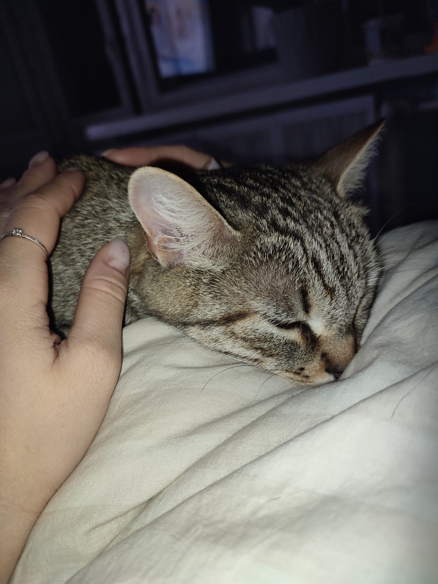 A gray tabby cat is sleeping on a light-colored bed sheet, with a person's hand resting on its back. The cat's head is resting on the pillow, and its eyes are closed. The person's hand is pale, and a ring is visible on one of the fingers. The background is dark and blurry.
The location in the city of Chaikovsky, Russia is undetermined from the visible details.