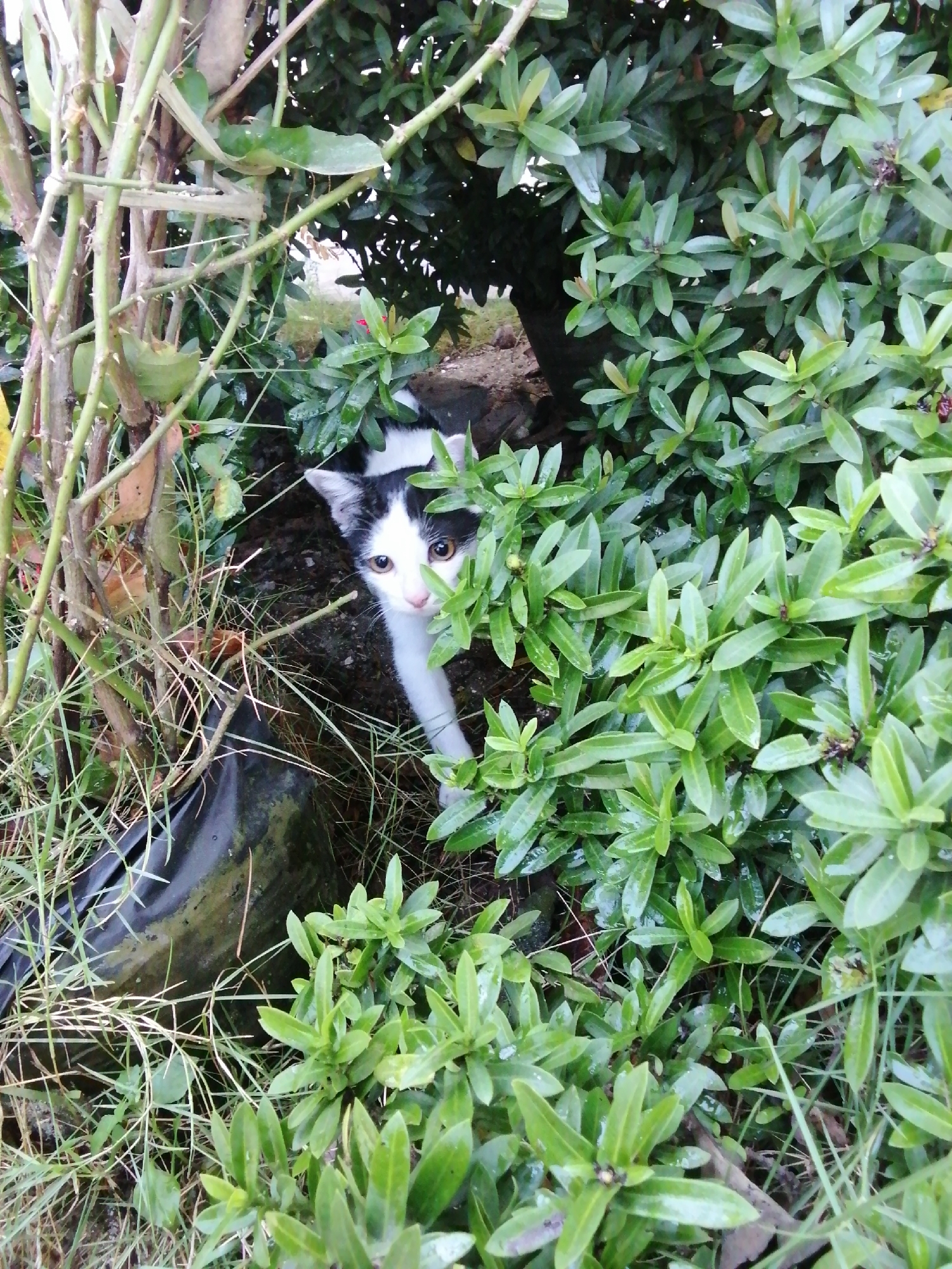 A black and white kitten peeks out from behind lush green foliage. The kitten has large, curious eyes and is looking directly at the camera. It is nestled amongst the leaves and branches of a plant, with some dry grass and soil visible on the ground. A dark, possibly plastic, object is partially visible in the lower left corner of the image. The environment appears to be an outdoor setting, possibly a garden or natural area.