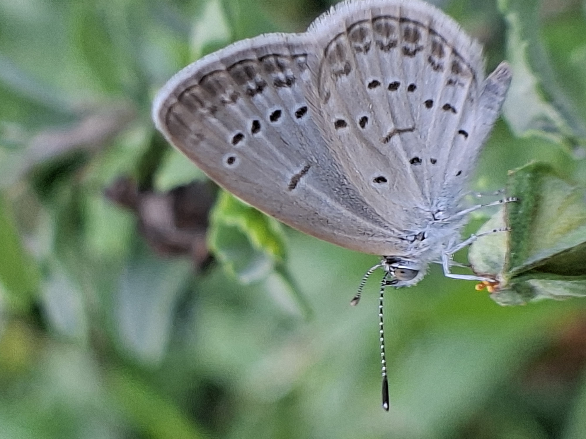 A pale gray butterfly with distinct black spots along its wing edges is perched on a green leaf. The butterfly is viewed close up, revealing detailed features such as its long, segmented antennae. The background is a soft blur of green foliage. The location is difficult to infer from the image, the claim of Lhokseumawe, Indonesia is not verifiable from the photograph.