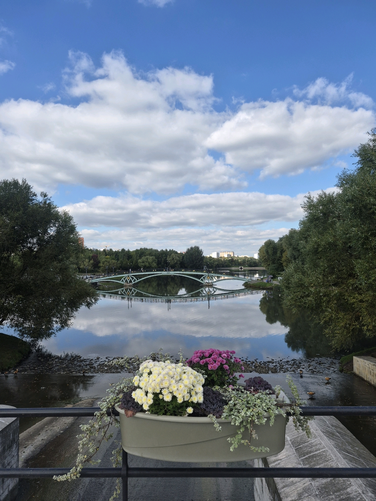 The image depicts a scenic view of a park in Moscow, Russia, likely during the day given the bright sky. In the foreground, a planter box filled with white and pink chrysanthemums and other foliage rests on a black railing. Beyond the planter, a calm body of water reflects the sky and the surrounding greenery. A white arched bridge with decorative elements spans the water in the middle ground, with a few figures visible walking across it. Lush trees line the banks of the water, and a cluster of buildings can be seen in the distance on the far bank. Two ducks are swimming in the water to the right of the frame. The sky is blue with scattered white clouds.