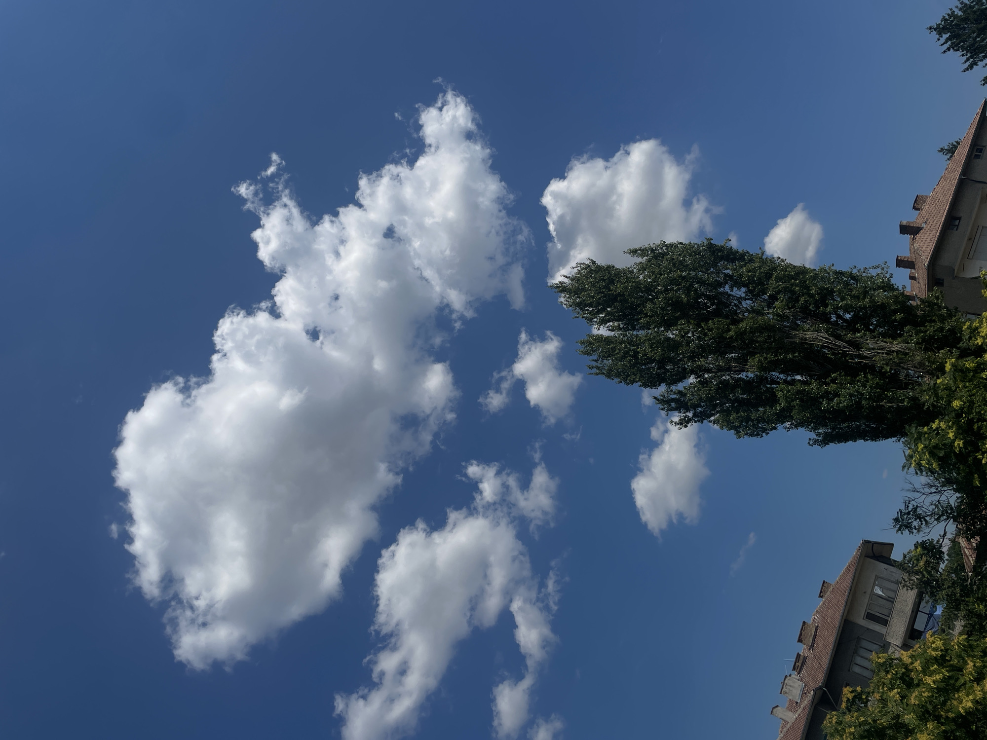This is a vertically oriented, eye-level, outdoor photograph of a bright blue sky with scattered white clouds. In the foreground, on the left side of the image, is the upper portion of a building with a red-tiled roof. To the right of this building, and occupying a significant portion of the lower center of the frame, is a tall, slender, dark green tree. In the upper right portion of the image, another portion of a building with a red-tiled roof is visible, peeking out from behind the tree. The scene appears to be a residential area in Pavlikeni, Bulgaria.