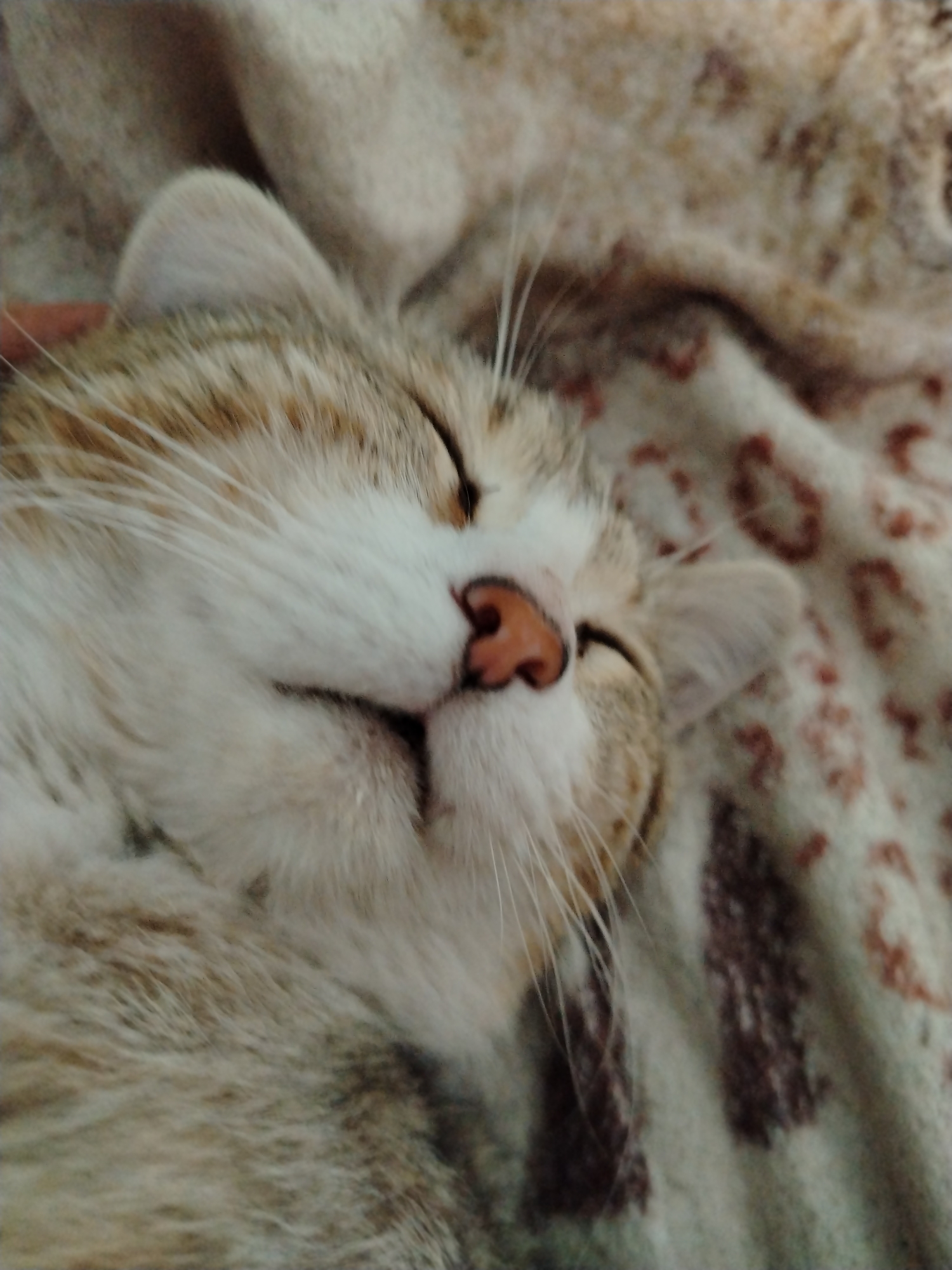 A close-up, overhead shot captures a sleeping cat in the city of Kyтат, Russia. The cat, with light brown and white fur, is nestled on a patterned blanket. Its eyes are closed, and its nose is slightly pink. The background is a soft, blurred pattern of brown and beige.