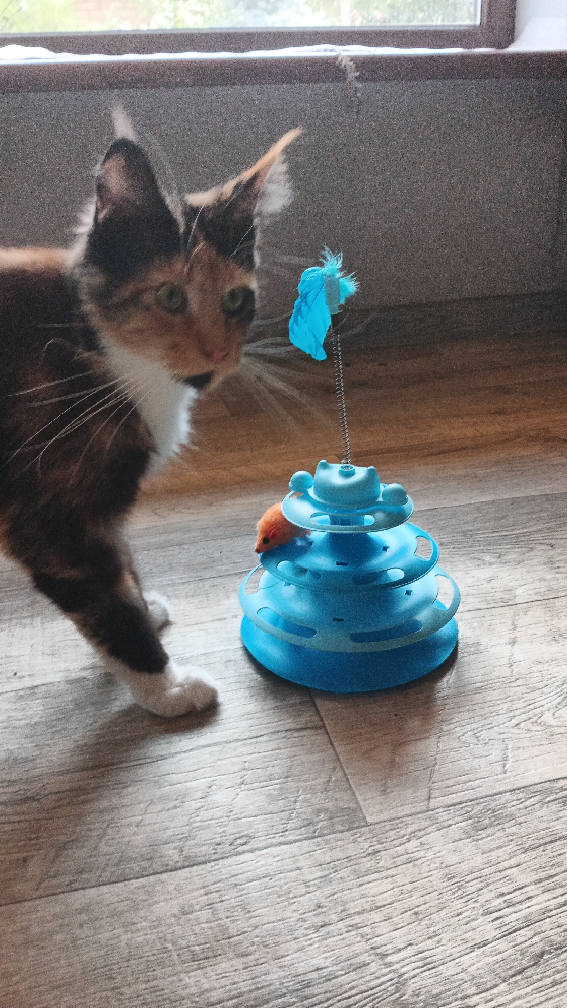 A tortoiseshell cat with green eyes is playing with a blue tiered cat toy with a red mouse on one of the levels. A blue feather is attached to a spring on top of the toy. The cat is on a wooden floor, and there is a window in the background. The scene appears to be indoors, likely in a home. The lighting suggests it could be daytime, though the exact time is unclear. The image is taken from a slightly low angle, focusing on the cat and its toy. There is no visible text in the image. The setting is likely Kryvyi Rih, Ukraine, as indicated by the location context.