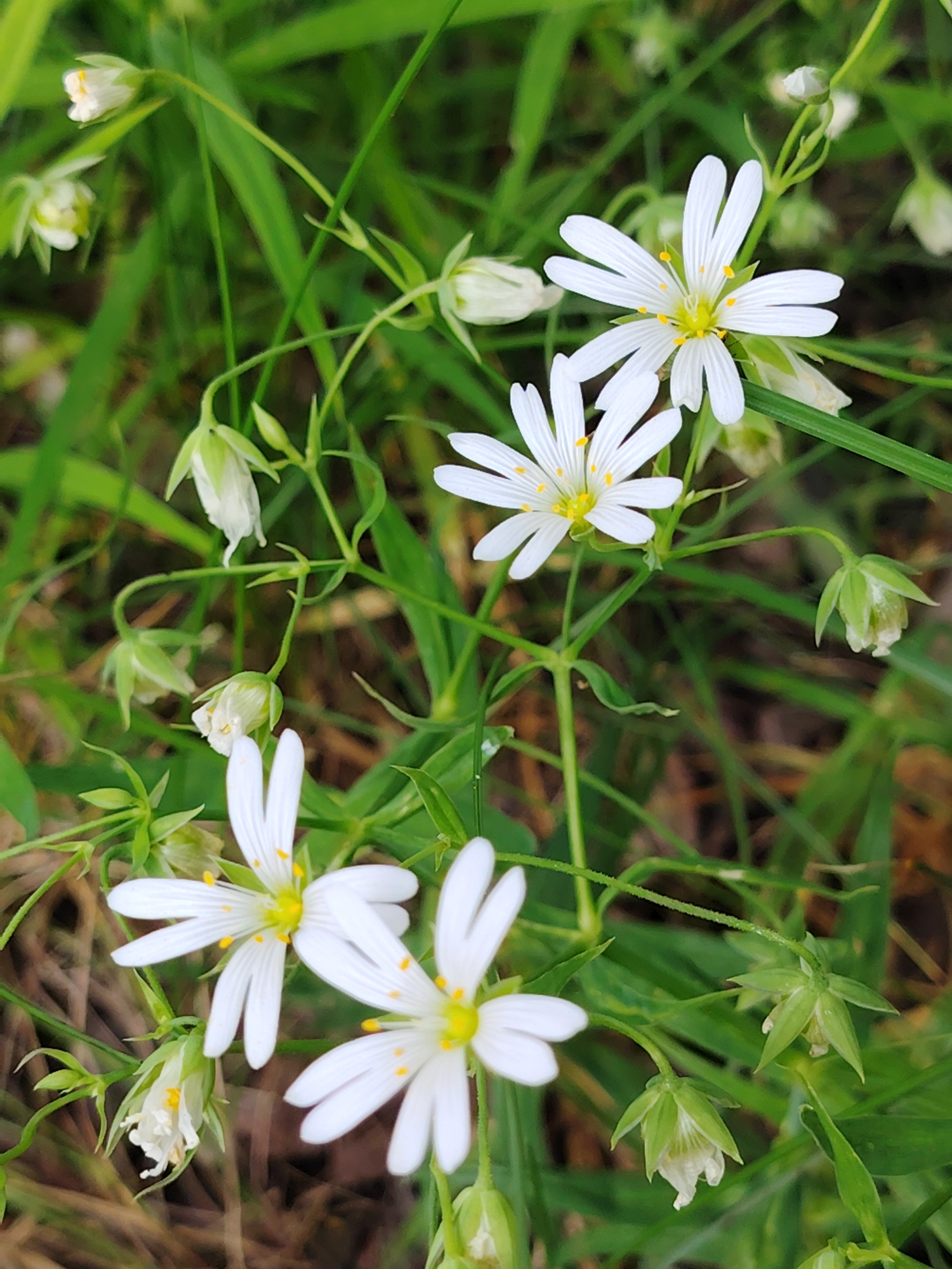 A close-up, vertical, eye-level shot captures a cluster of delicate white star-shaped flowers with yellow centers. The flowers are surrounded by lush green grass and foliage, with some unopened buds visible. The background is a soft blur of green and brown, suggesting a natural outdoor setting. The image appears to have been taken in Astrashitskagaradokski rural council, Belarus.