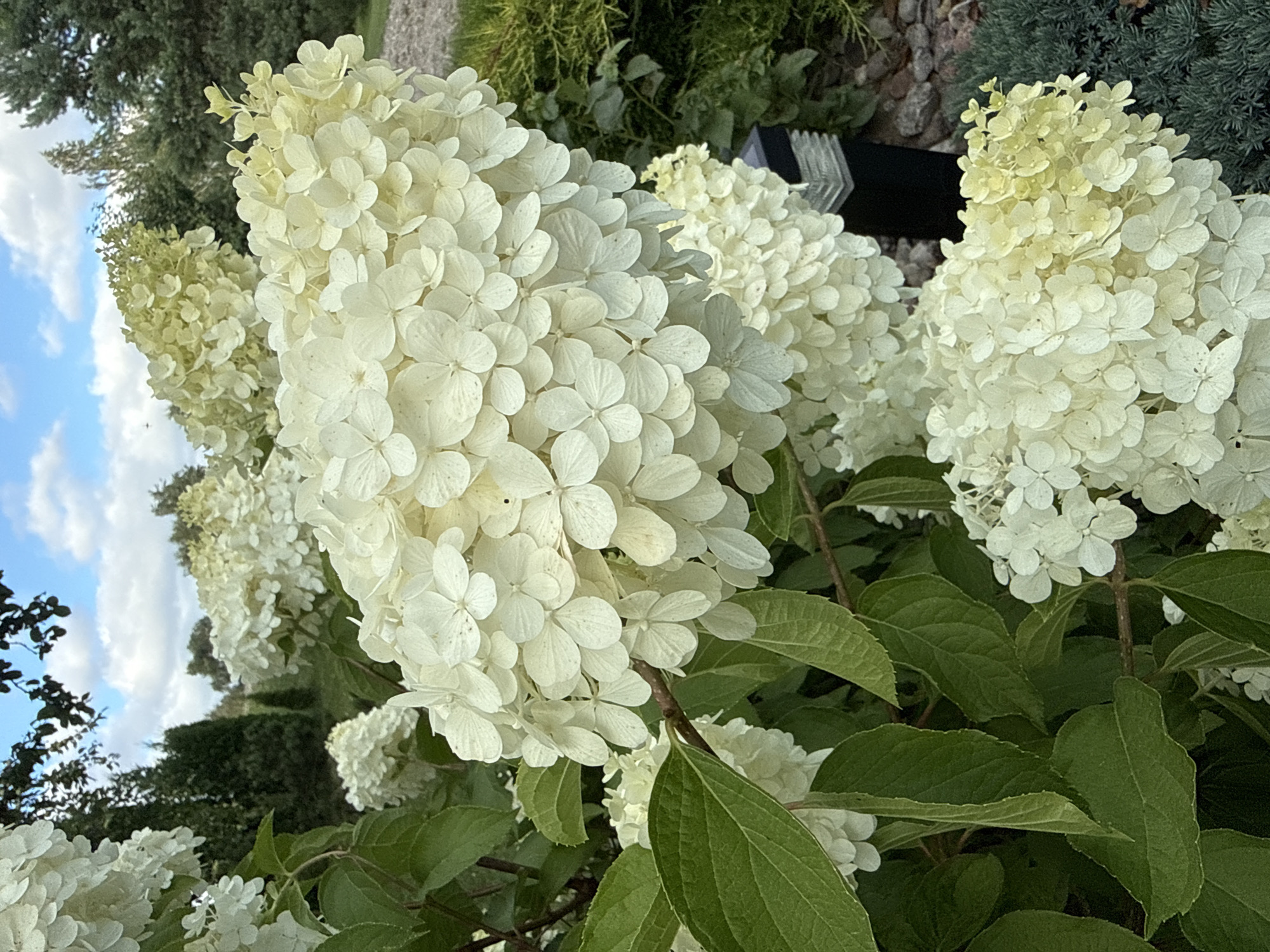 The image shows a cluster of white hydrangeas in bloom, with their large, cone-shaped flower heads dominating the foreground. The flowers are a creamy white, with some tinges of pale green and yellow, particularly on the newer blooms. The leaves of the hydrangea bush are a deep green, broad, and serrated. In the background, there are more hydrangeas, evergreen trees, and a blue sky with scattered white clouds. A black garden light fixture with a glass top is visible to the right of the hydrangeas, planted among gravel and dark green, low-growing foliage. The overall impression is of a well-maintained garden in an outdoor setting. The image was taken in the city of Vikraičiai, Lithuania. There are no people or animals visible in the image.