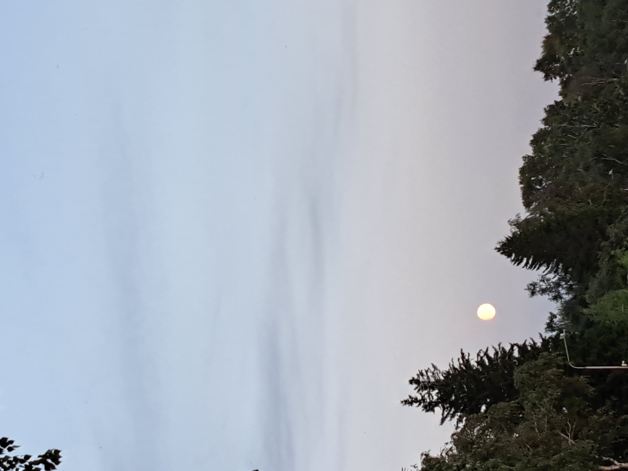 The image displays a twilight scene with a pale, hazy sky transitioning from a light blue at the top to a soft, muted pinkish-gray near the horizon. A full moon, appearing as a bright, pale yellow orb, is visible in the sky. Below the moon, a silhouette of a treeline is present, composed of various trees, including tall, dark evergreen trees and lighter, leafier deciduous trees. The foliage is dense and dark. A street lamp is also visible on the left side, emerging from behind the trees. The foreground is dominated by the dark silhouettes of trees, with some lighter green foliage peeking through. The scene suggests an outdoor setting in a semi-urban or suburban area, possibly during dusk or dawn. There are no people or discernible actions in the image. The provided context indicates the location is the city of Irkutsk, Russia.