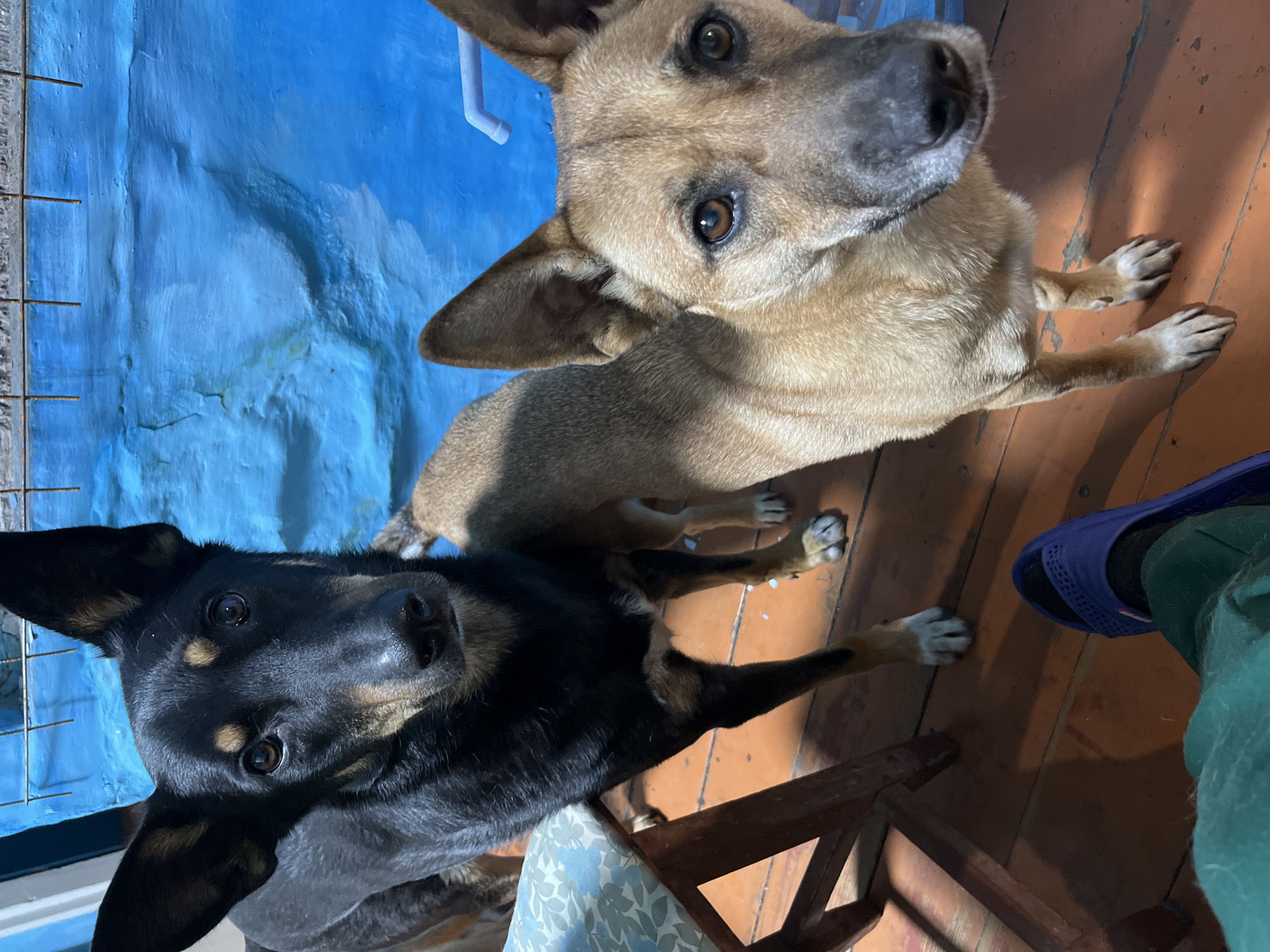 An indoor scene, rotated 90 degrees clockwise, shows two dogs looking up at the camera from a wooden floor.
The main subject is a medium-sized, tan/light brown dog with upright ears and dark, expressive eyes, positioned in the upper right quadrant of the rotated image. It is sitting or lying on its front paws, looking directly upwards. Below and slightly to the left of the tan dog is a second dog, primarily black with tan markings on its face and legs, also looking intently at the camera with dark eyes and upright ears.
The background on the left side of the rotated image features a textured, light blue surface, possibly a painted wall or tapestry, with variations in shade and some raised areas. A white pipe or fixture is visible against this blue surface in the upper left. The right side of the image shows a wooden floor composed of reddish-brown planks. In the lower right corner, parts of a dark wooden chair and a person's foot wearing a purple slipper and green pants are visible.
Both dogs appear attentive and curious, likely looking at the person taking the photograph. The lighting suggests an indoor setting, possibly during the daytime. The location context for this scene is Nizhny Tagil, Russia. No visible text is present.