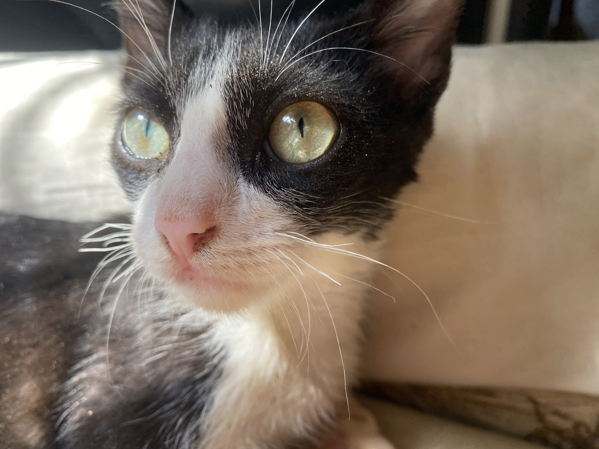 Close-up shot of a black and white cat's face. The cat has light green eyes and a pink nose. The cat's fur is predominantly black on the top of its head and the sides of its face, with white fur on its muzzle, chest, and around its nose. The cat has long, white whiskers. The background is out of focus, but appears to be light-colored.
There is no indication of the location being Tinaquillo, Venezuela in this image.