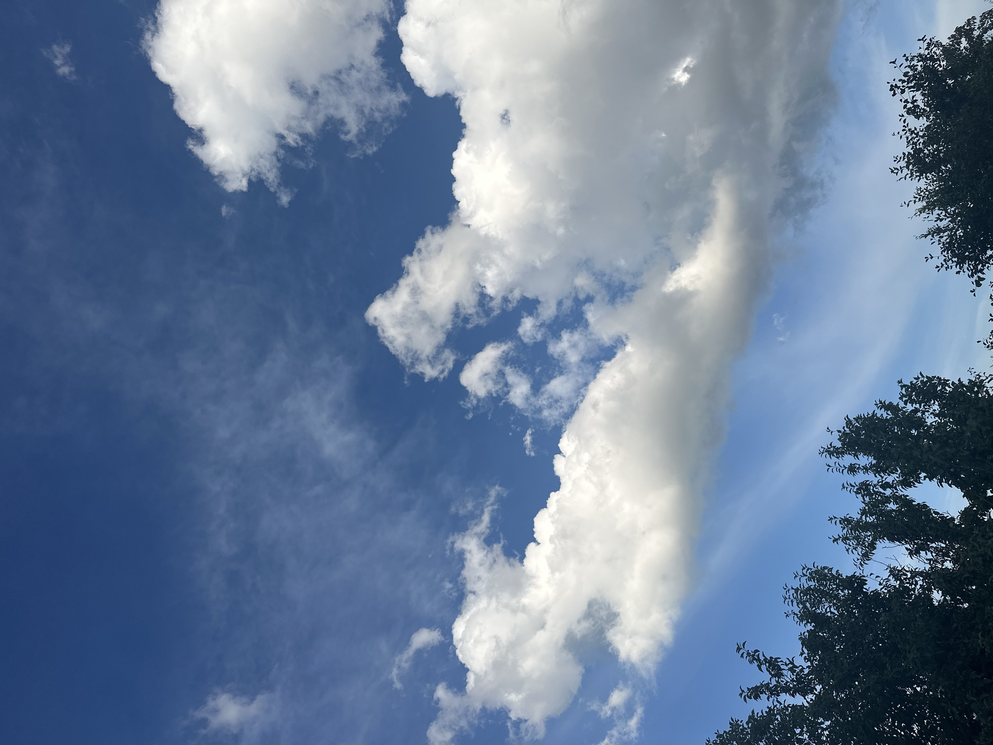 A low-angle shot shows a vibrant blue sky filled with a variety of clouds above the dark silhouettes of trees. The clouds range from thin, wispy cirrus to large, puffy cumulus formations. Some of the cumulus clouds appear bright white, illuminated by sunlight, while others are starting to show gray undersides, suggesting potential for rain. Wispy, streak-like clouds are visible in the mid-ground, and a broader band of lighter clouds stretches across the upper-middle portion of the sky, creating a layered effect. The trees in the foreground are dense and dark, their leaves silhouetted against the sky, creating a strong contrast. The scene captures a dynamic sky on what appears to be a partly cloudy day. The image is located in the city of Tobyl, Kazakhstan.