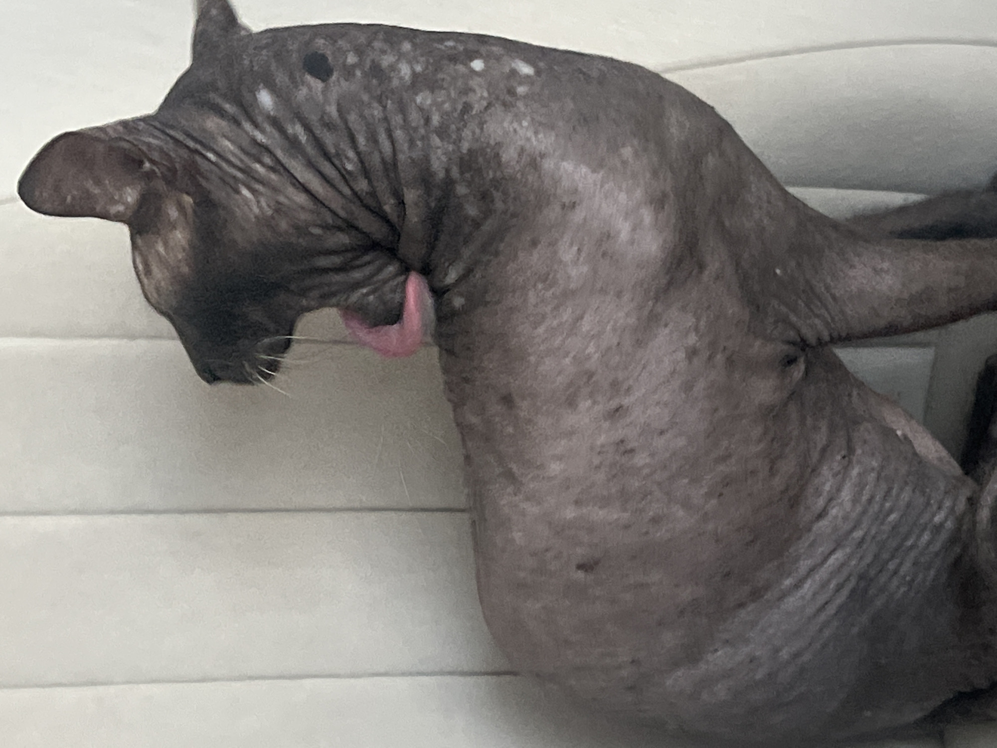 A hairless cat with dark gray skin and white spots is shown in profile, facing left and yawning. The cat's pink tongue is visible as it stretches out. The cat is sitting on a light-colored, plush surface that appears to be part of a couch or chair. The background is a plain, textured wall with vertical indentations. The image is a close-up shot, focusing on the cat's head and upper body. There is no identifiable information about the location within the city of Votkinsk, Russia.
