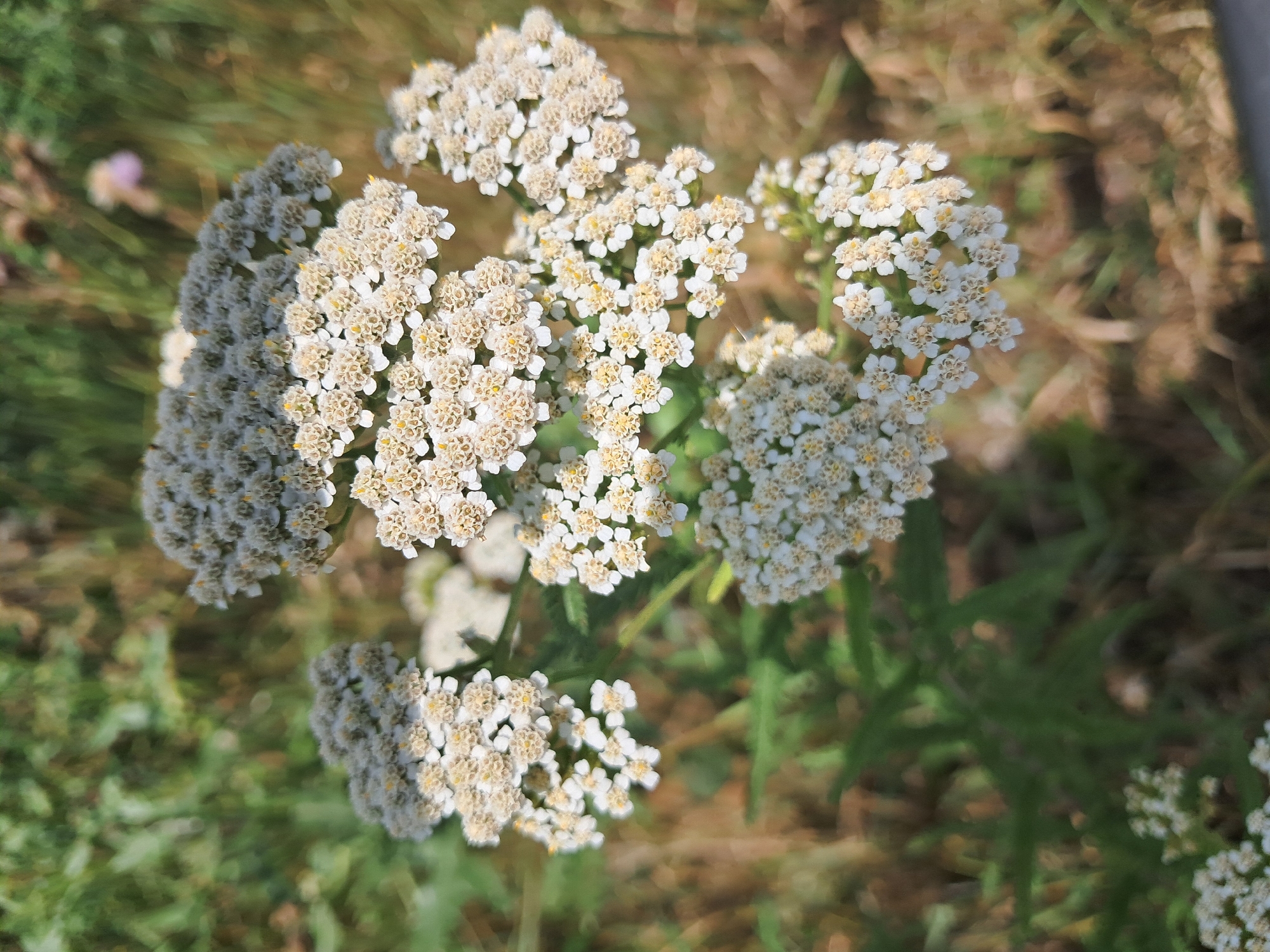 In an outdoor environment with a focus on flora, a cluster of white and pale yellow flowers, likely yarrow, dominates the foreground. The flowers are small and clustered together in flat-topped or slightly domed arrangements. Some of the flowers show a greyish hue at the top of their clusters, while others are uniformly white or cream with yellow centers. The flowers are on stems with green foliage visible below them. The background is a blur of green and brown, suggesting grass and dry vegetation. The lighting indicates it is daytime, with soft light illuminating the flowers. There are no people or man-made objects clearly visible in the image. The scene is focused on the natural beauty of the flowers and their immediate surroundings.