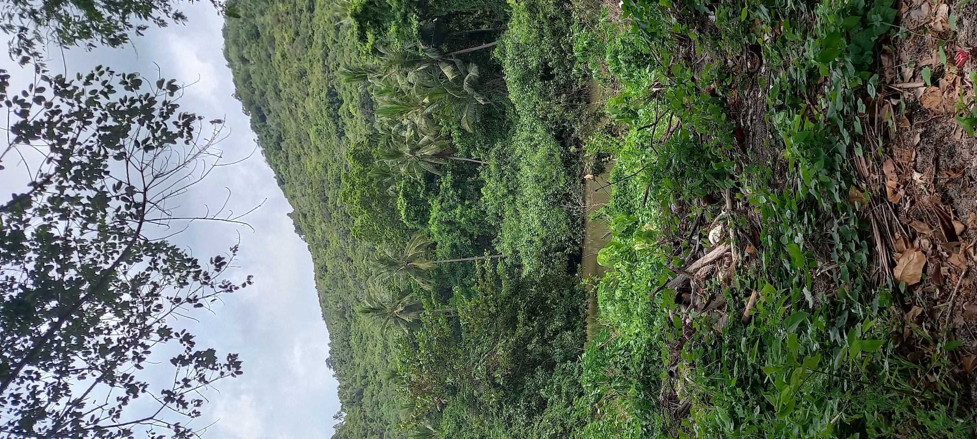 Baan Thong Nang, Thailand, presents a landscape dominated by lush greenery. A steep, densely vegetated hillside rises, covered in a mix of trees and palms. A narrow waterway runs alongside the base of the hillside, partially obscured by vegetation. The foreground reveals a forest floor covered in fallen leaves, vines, and other plants. A deciduous tree with exposed branches partially frames the view against an overcast sky.