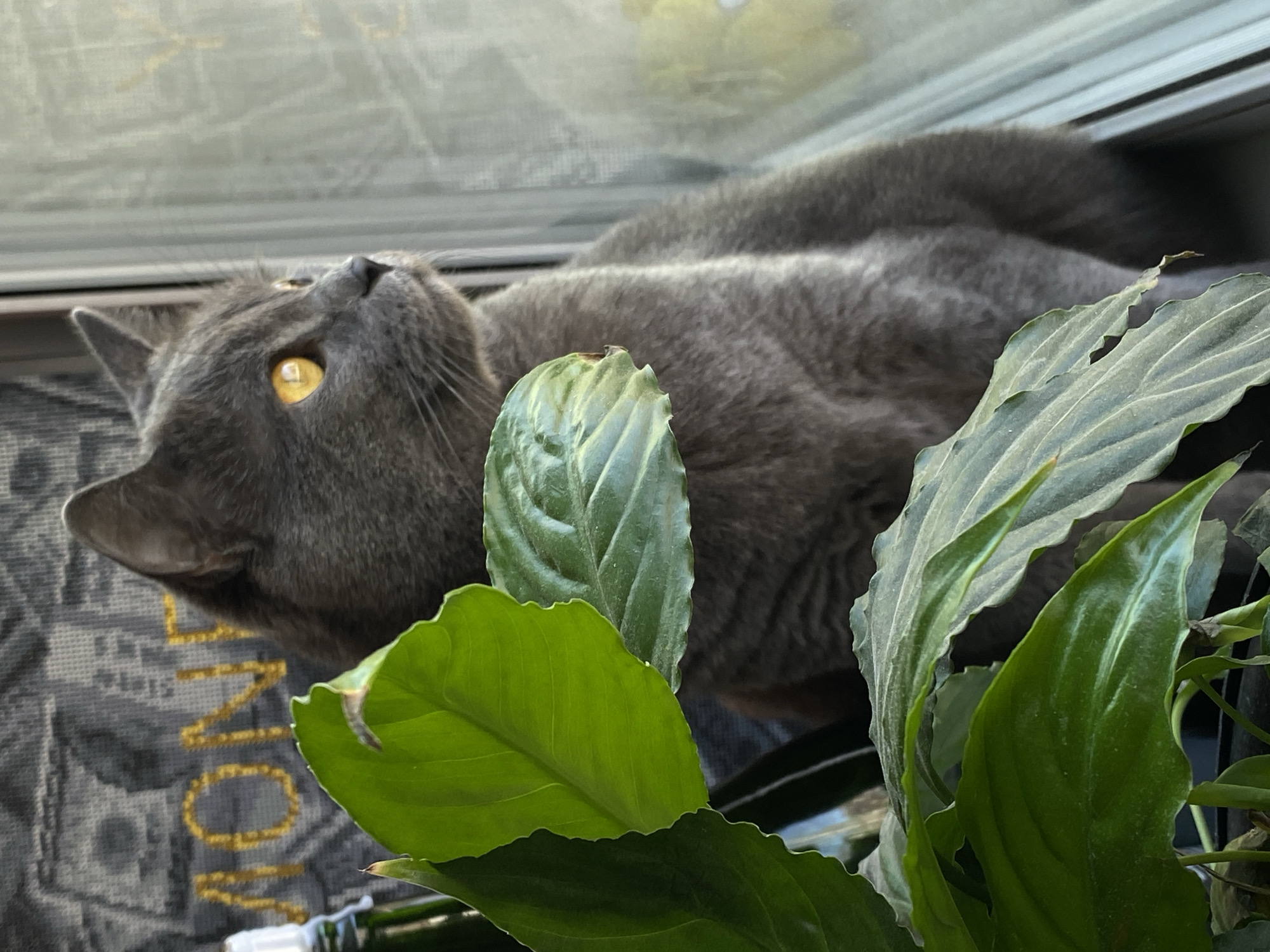 A gray cat with yellow eyes is lying on a windowsill next to a plant with large green leaves. The cat is looking upward. Part of a patterned curtain or other fabric is visible under the cat. The location is not specified.