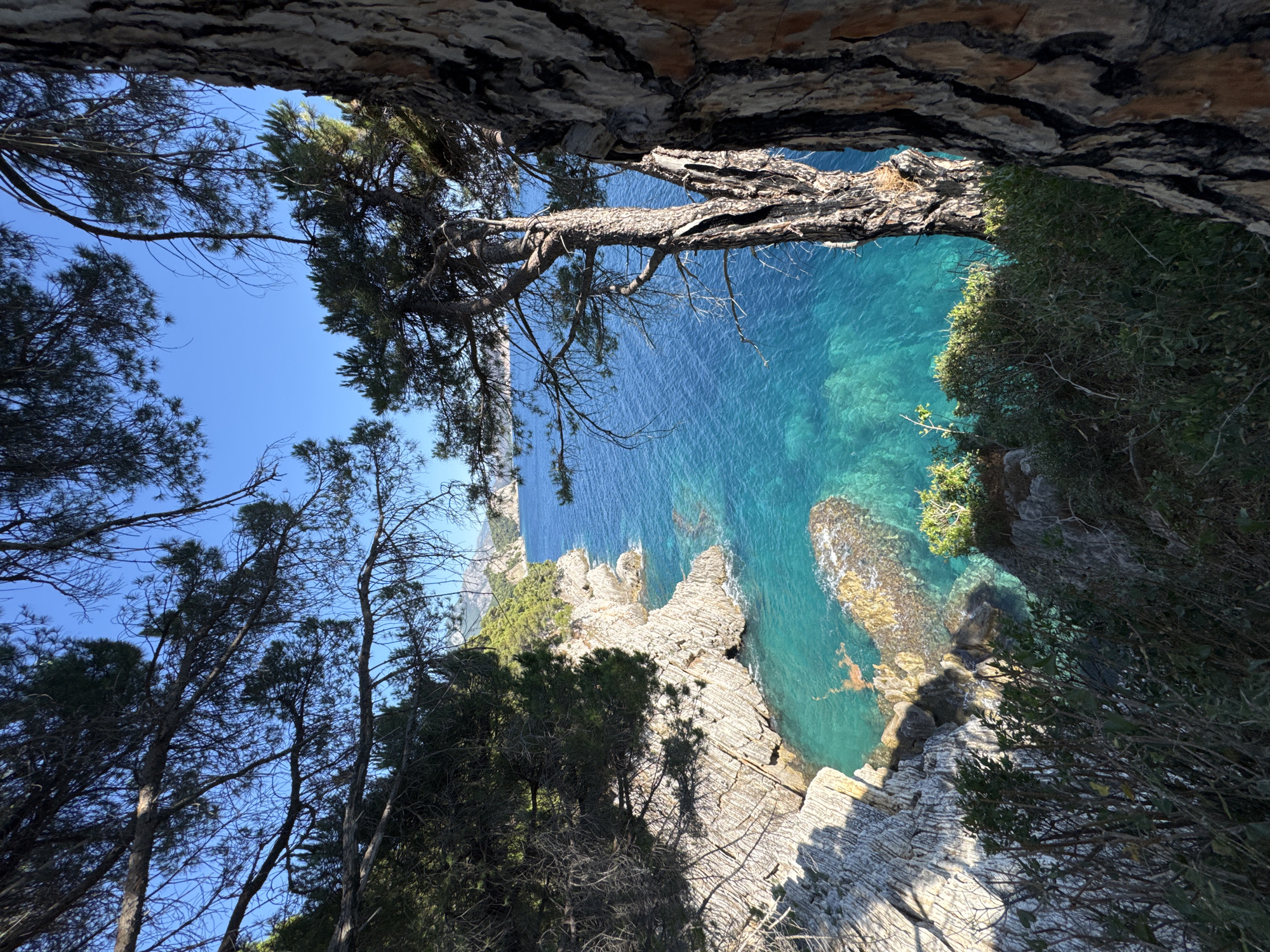 The image captures a scenic coastal view in Petrovac na Moru, Montenegro. The foreground is dominated by the textured bark of a large tree trunk on the right, with branches and pine needles from other trees framing the scene from the top and left. The middle ground reveals a rugged, rocky coastline with sharp, grey cliffs. The clear, turquoise water of the Adriatic Sea laps at the base of the cliffs, revealing submerged rocks and creating a vibrant contrast with the stone. The water is exceptionally transparent, allowing visibility of the seabed in shallower areas. In the background, lush green vegetation covers the hillsides leading down to the sea, and distant mountains are visible under a bright blue sky. The overall impression is one of a natural, untouched coastal landscape.