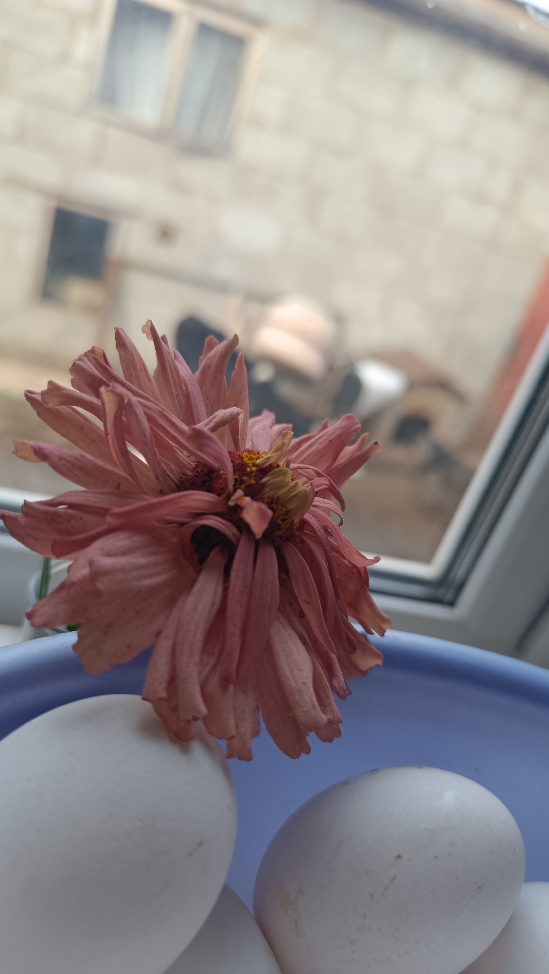 A close-up shot focuses on a dried, pinkish-red chrysanthemum flower with delicate, layered petals. The flower is positioned in the foreground, slightly off-center to the left, and appears to be wilting. Behind the flower, out of focus, is a blurry background showing the exterior of a building with light-colored brickwork and two rectangular windows. The building appears to be in an urban setting. In the lower portion of the frame, and also out of focus, are several white eggs contained within a light blue bowl. The overall lighting suggests it is daytime, possibly overcast, with the light source coming from behind the subjects, as indicated by the bright window in the background. The image provides no information about the city of Karsha, Russia.