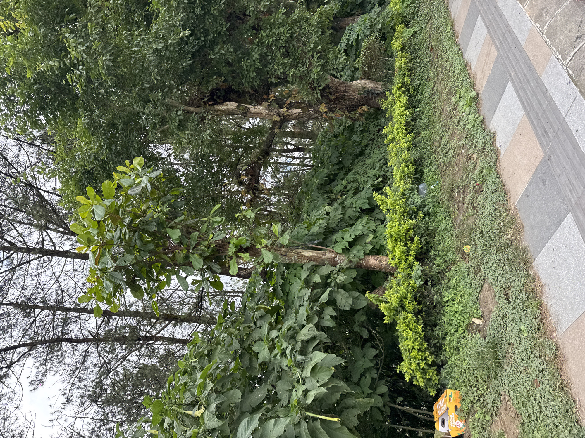 The image depicts a lush, green natural scene with a paved walkway in the foreground. A variety of trees and dense foliage dominate the background, with some tall, bare trees interspersed among the leafy ones. The ground beside the walkway is covered in grass and small plants, with a discarded orange cardboard box partially visible on the left side. The overall impression is one of a natural area bordering a pedestrian path, possibly in a park or along a roadside in Kintamani, Indonesia.