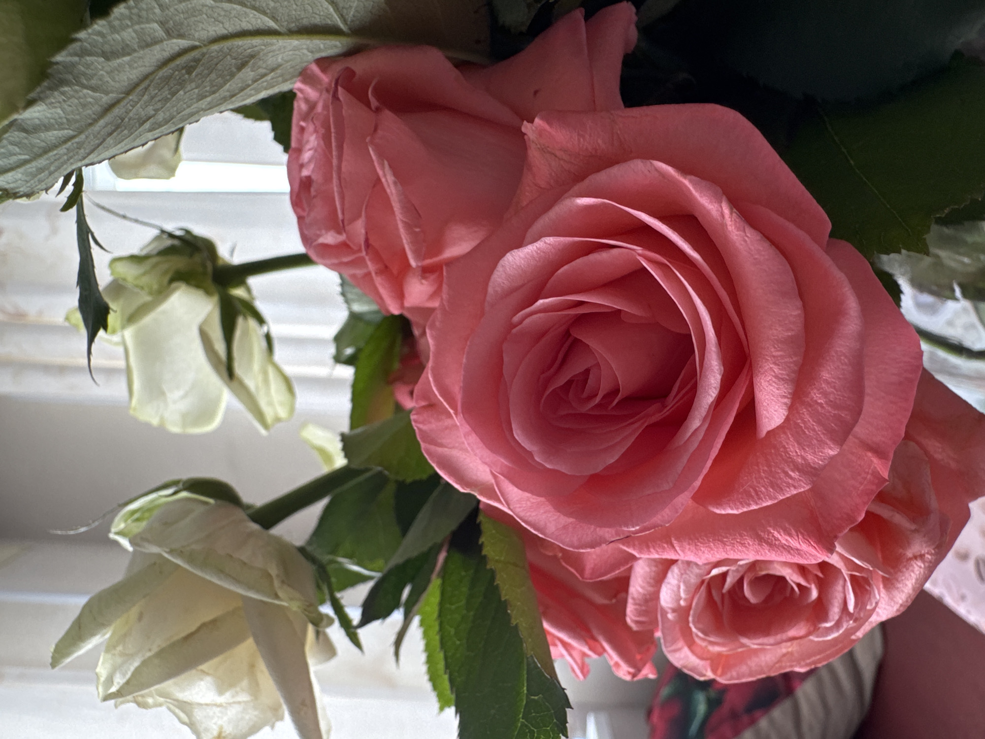 A close-up, vertical, indoor shot features a bouquet of roses. The dominant subjects are several large, vibrant pink roses in various stages of bloom, filling the foreground and mid-ground. Their petals are tightly furled in some areas and more open in others, showcasing intricate layering and soft textures. Dark green leaves with serrated edges are interspersed among the flowers, some appearing slightly wilted. In the background, a few white or pale yellow roses are visible, some appearing as buds or less fully opened blooms. The background is blurred, suggesting a softly lit indoor setting with a window covered by sheer curtains, allowing diffused light to enter. A hint of red and green patterned fabric is visible in the lower left corner, possibly indicating a cushion or upholstery. The overall lighting is soft and natural, creating a gentle mood. There are no people or animals visible in the image. The scene appears to be a domestic setting, perhaps a living room or dining area in a residential apartment or house, consistent with a location in the city of Bălți, Moldova.