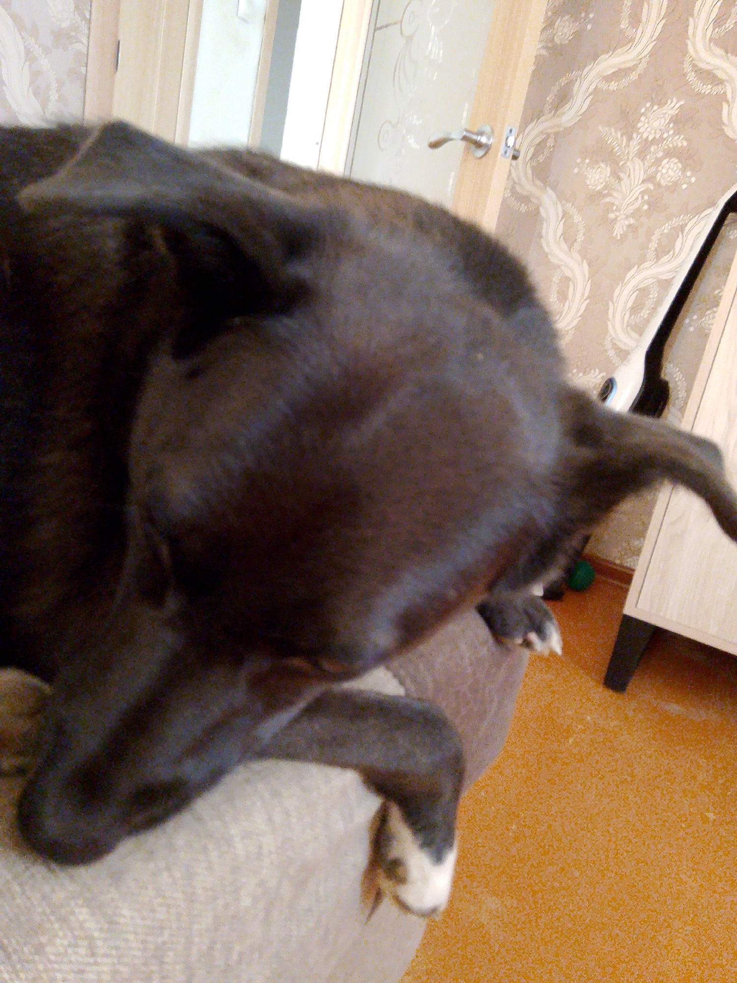 A photograph taken indoors depicts the upper portion of a black dog lying on a beige fabric surface. The dog's head, neck, and partial forelegs are in view. The dog's front paw has white markings. The background includes a door, patterned wallpaper, a white cabinet, and a partial view of a vacuum cleaner. The floor is orange. The photo appears to be taken at a close range, focusing on the dog. Although the location Фоки, Russia, is provided, there is no information in the image to confirm this.