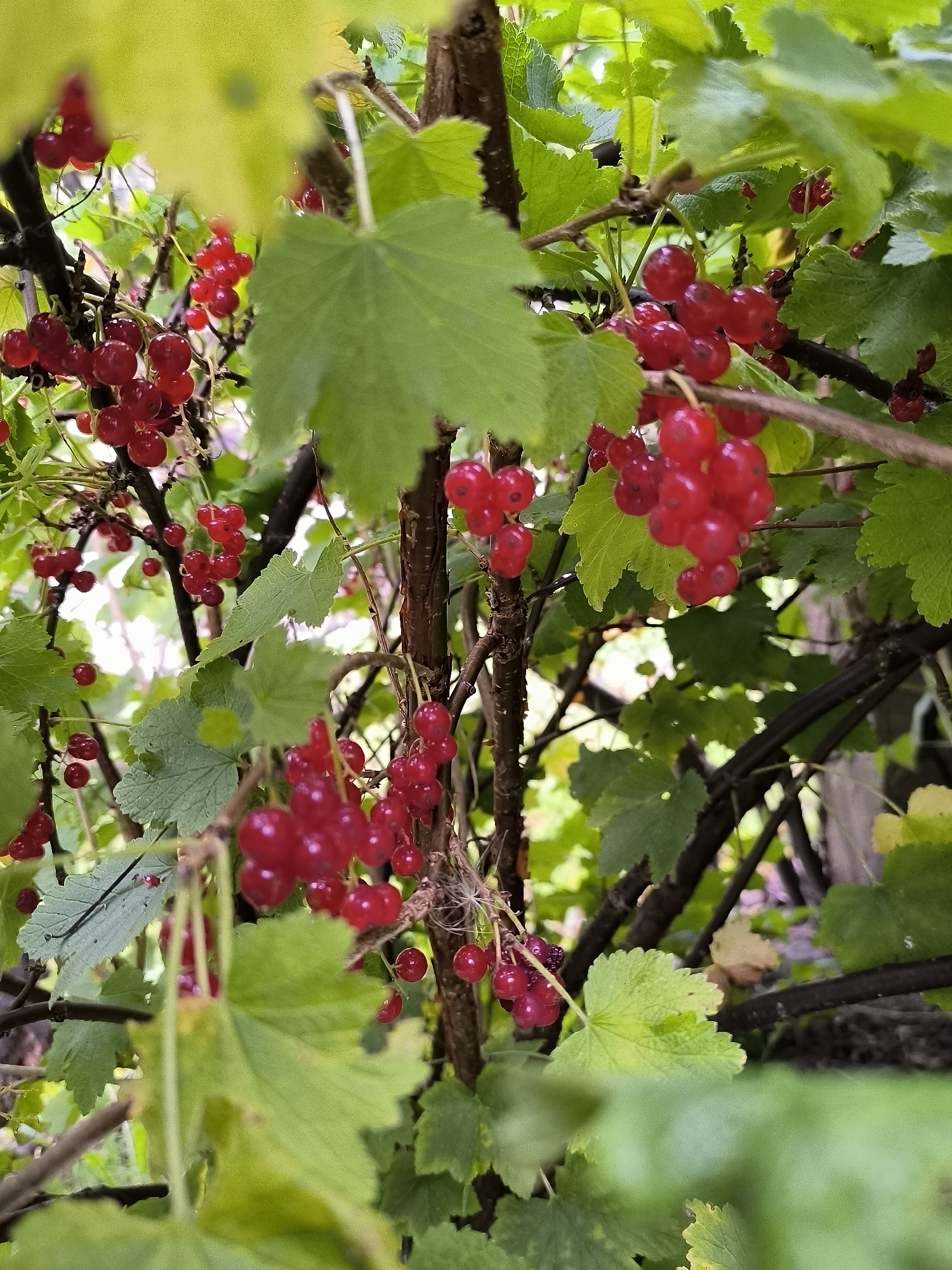 The image shows a close-up of ripening red currants on the branch of a bush, surrounded by green leaves. The currants are small, round, and translucent red berries clustered together on thin stems. Some leaves are in focus, showing their veined texture, while others are blurred, creating a sense of depth. The background is a mix of dark branches and lighter, out-of-focus foliage, suggesting an outdoor environment. The lighting appears natural, possibly overcast, as there are no strong shadows. The image is taken from a low angle, looking up into the bush. No people or specific landmarks of Klaipėda, Lithuania are visible.