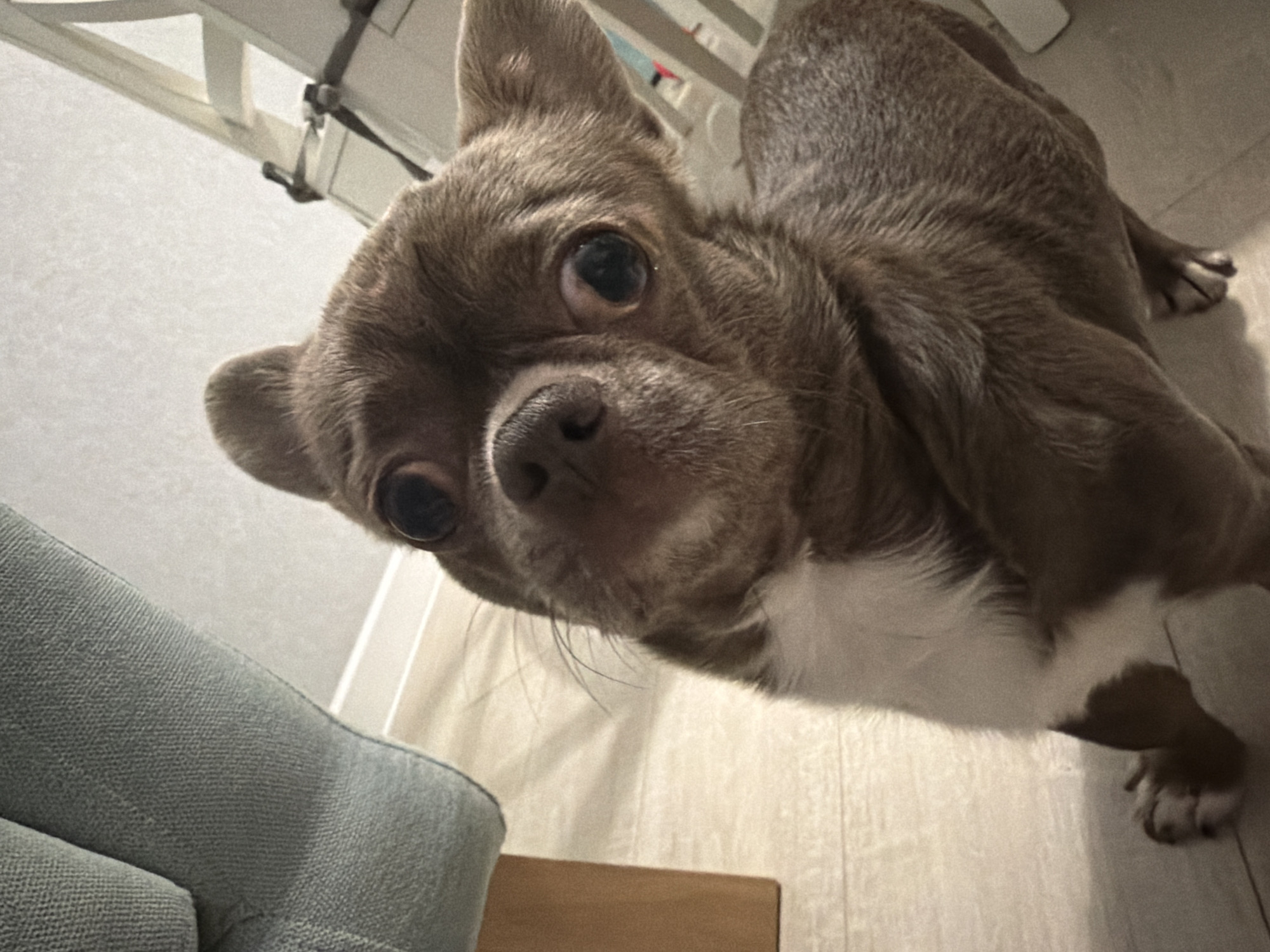 A close-up, slightly angled photograph depicts a brown and white Chihuahua-type dog. The dog is positioned such that its face, particularly its eyes and nose, are prominently featured in the lower left of the frame. The dog has short brown fur on its body with a white patch on its chest. Its head is angled downwards towards the camera, giving the impression that it is looking down at the viewer. In the bottom left corner of the image is the edge of a light blue upholstered chair or sofa. The background includes a white table or counter and a light-colored floor, suggestive of an interior setting.
There is no indication of the location being Votkinsk, Russia, based on the visible elements in the image.