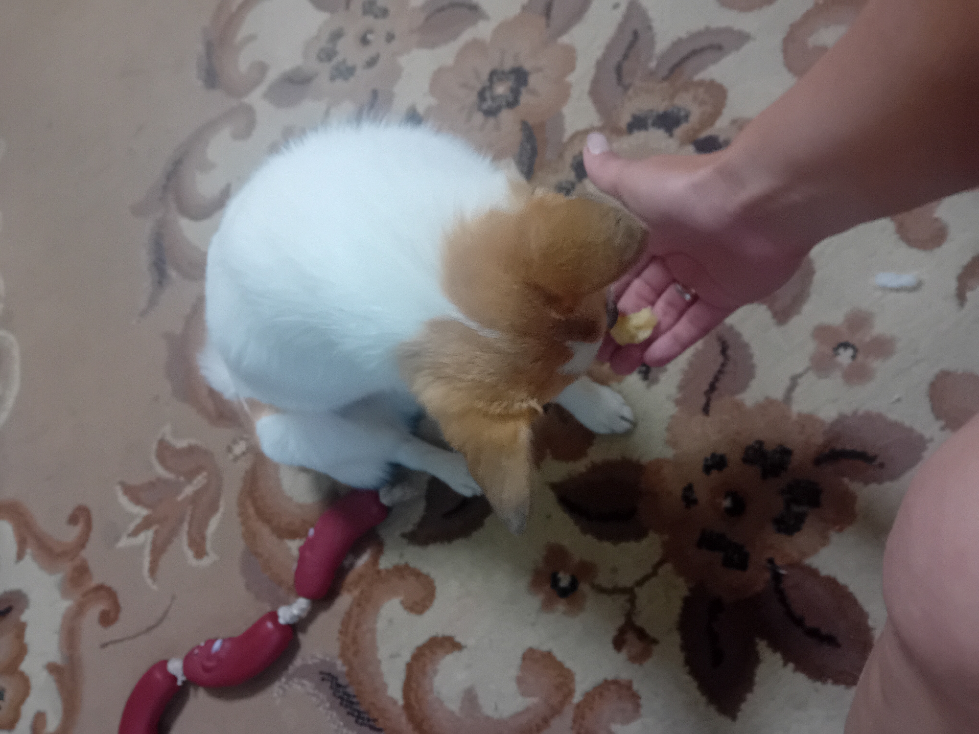 A small, white and tan dog is being fed by a person's hand. The dog is on a patterned carpet, with a red toy that resembles sausages to its left. The scene appears to be indoors.