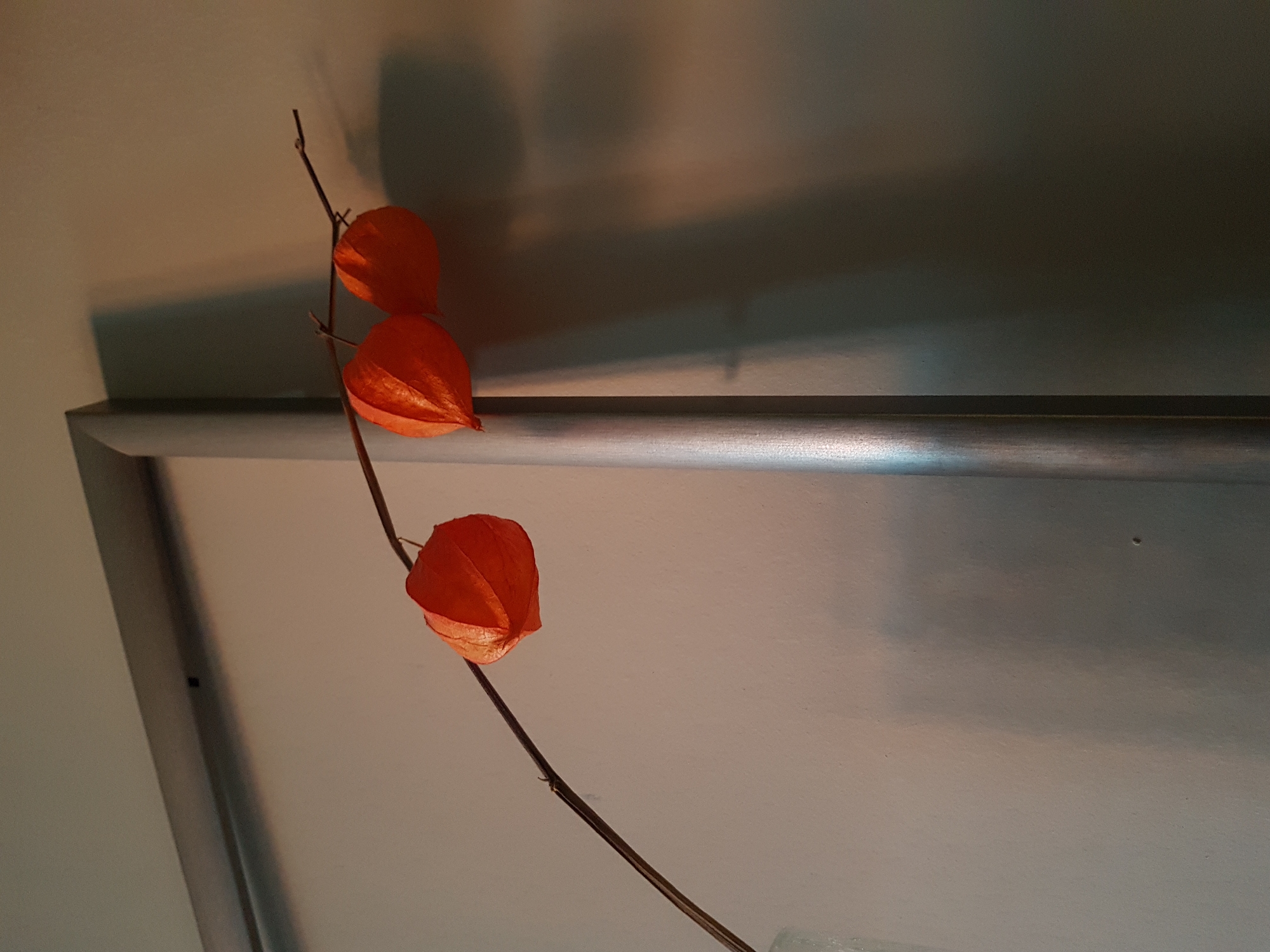 The image shows a dried branch with three orange physalis lanterns hanging on it. The branch is positioned against a neutral-toned wall and a silver-framed object, possibly a piece of furniture or a picture frame. Shadows cast on the wall suggest an indoor setting with artificial lighting. There are no indications of this image having been taken in Saint Petersburg, Russia.
