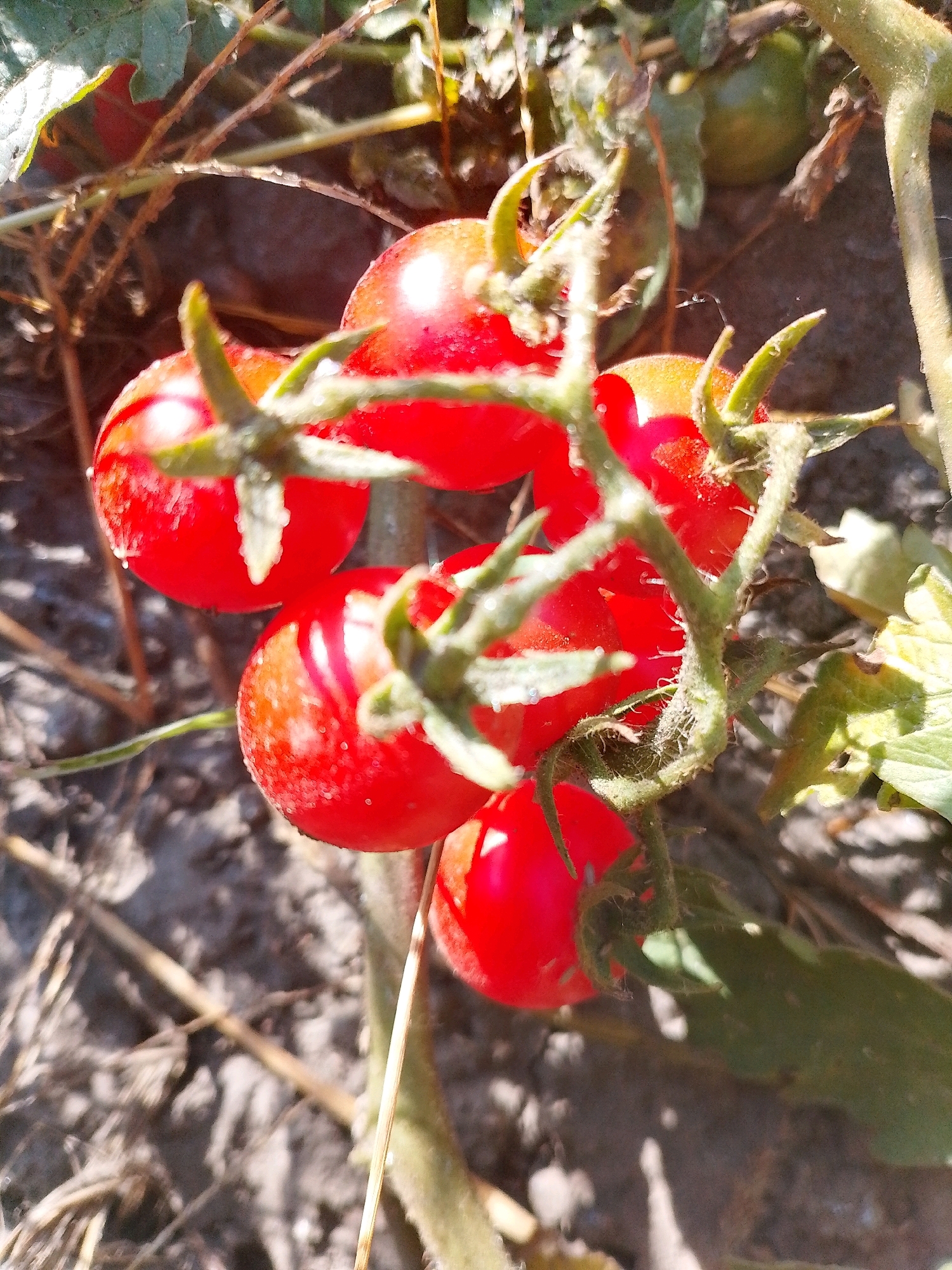 The image shows a close-up view of a cluster of ripe cherry tomatoes growing on a vine. The tomatoes are a vibrant red color and appear to be slightly dewy. They are attached to a green, fuzzy stem with small, pointed green leaves. The background is out of focus, but appears to be soil with some dry plant matter. There is no indication of human presence or any urban environment. Therefore, it is not possible to determine the location in the city of Myrhorod, Ukraine.
