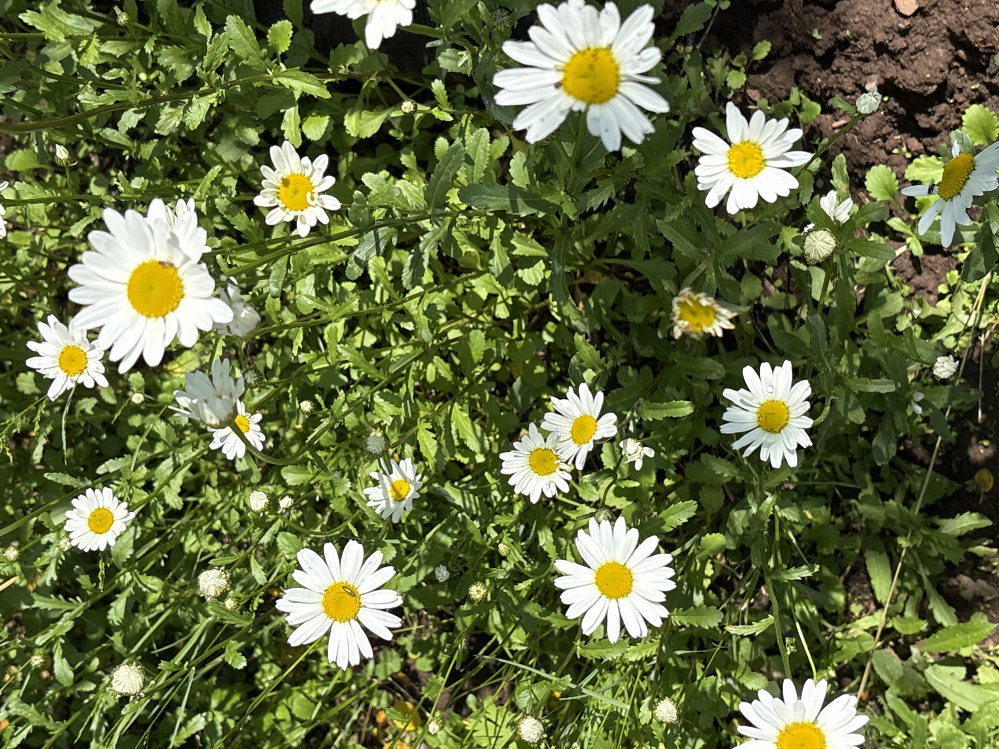 The image is a close-up, overhead view of a patch of white and yellow daisies growing in green foliage. Several daisy flowers are in bloom, with their white petals radiating from bright yellow centers. Some buds and wilting flowers are also visible. The background consists of dark soil and more green leaves and stems. A small insect is visible on one of the daisy petals in the lower right quadrant of the image. The lighting suggests a sunny day, with shadows cast on the ground and some of the foliage. This image does not contain any specific landmarks or features that would indicate its location within Bratsk, Russia.