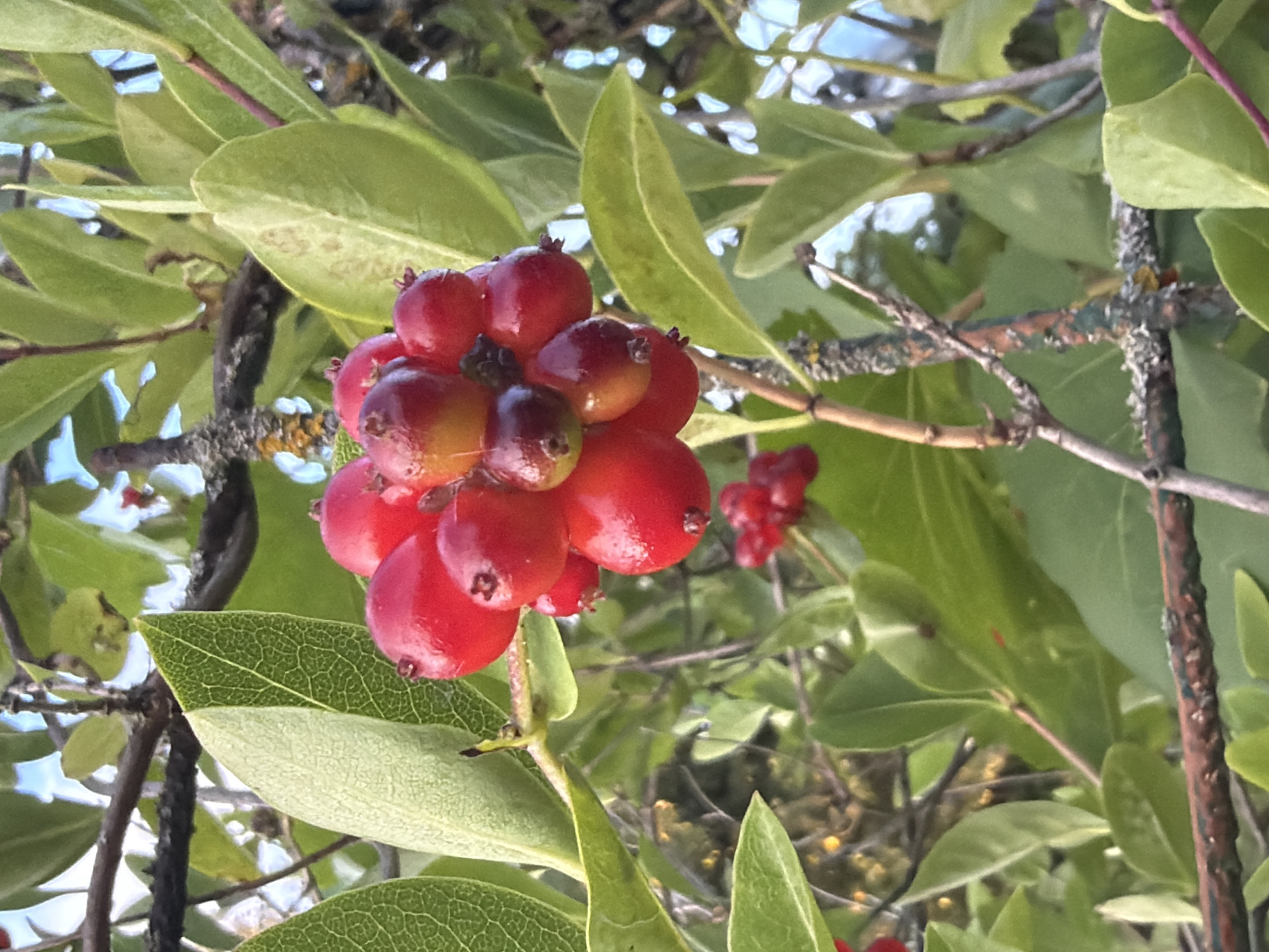 A close-up, eye-level shot focuses on a cluster of bright red berries on a branch, surrounded by lush green leaves and dappled sunlight. The berries, varying in ripeness from deep red to a lighter, almost orange hue, are plump and spherical with small, dark stems. Some berries have subtle imperfections, suggesting natural growth. The leaves are ovate and veined, with a slightly waxy texture. The branches are woody and textured, with patches of moss or lichen. The background is a blur of green foliage and hints of a bright blue sky, indicating an outdoor setting. There are no people or animals visible. The scene appears to be from a garden or park in Bayreuth, Germany, likely during the late summer or early autumn.