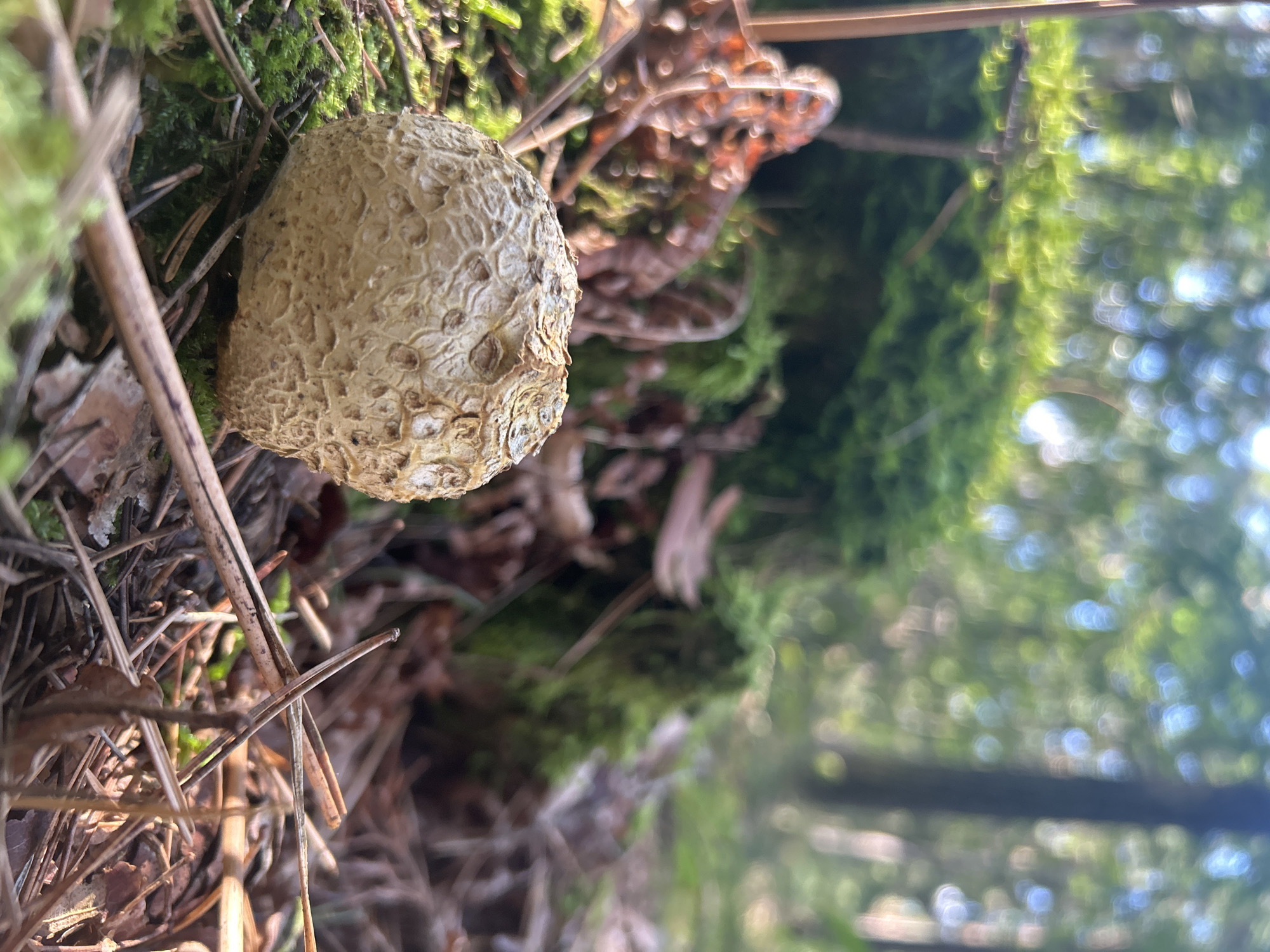 A single, round, textured mushroom is the primary subject of the image, positioned in the foreground on the forest floor. The mushroom is a light beige color with a rough, bumpy surface. It rests on a bed of green moss and scattered pine needles and twigs. In the background, out of focus, is a forest environment with trees, green foliage, and sunlight filtering through the canopy, creating bokeh effects. The overall impression is of a natural forest setting, possibly in Brodowo, Poland, with a focus on the details of the mushroom and its immediate surroundings. There are no people or animals visible in the image.