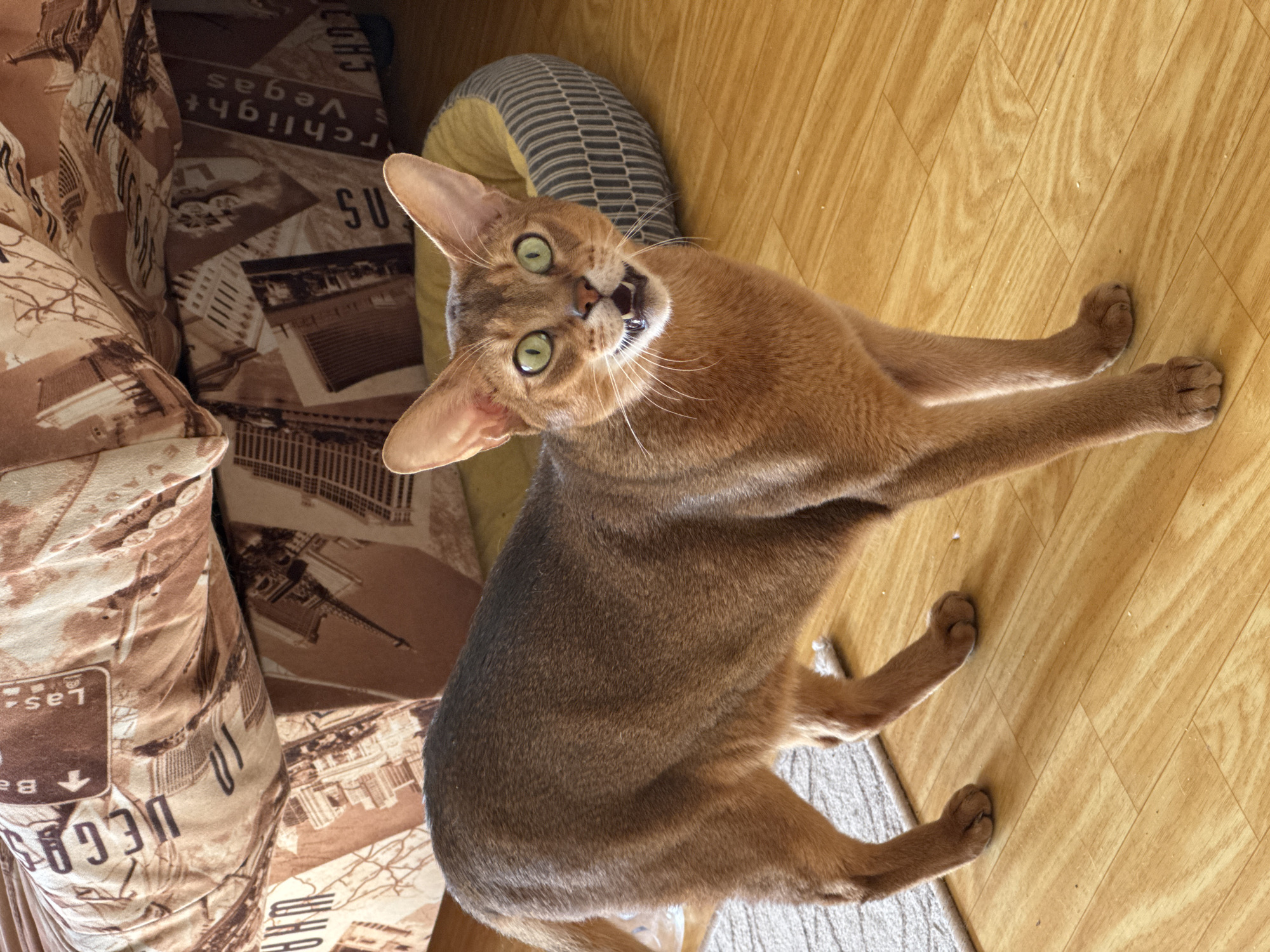 A tan Abyssinian cat with green eyes is looking up with its mouth open. It is standing on a light-colored wooden floor next to a couch with a beige and brown pattern that includes images of buildings and text. The couch is next to a striped pillow. The image does not contain location information for the city of Chaikovsky, Russia.