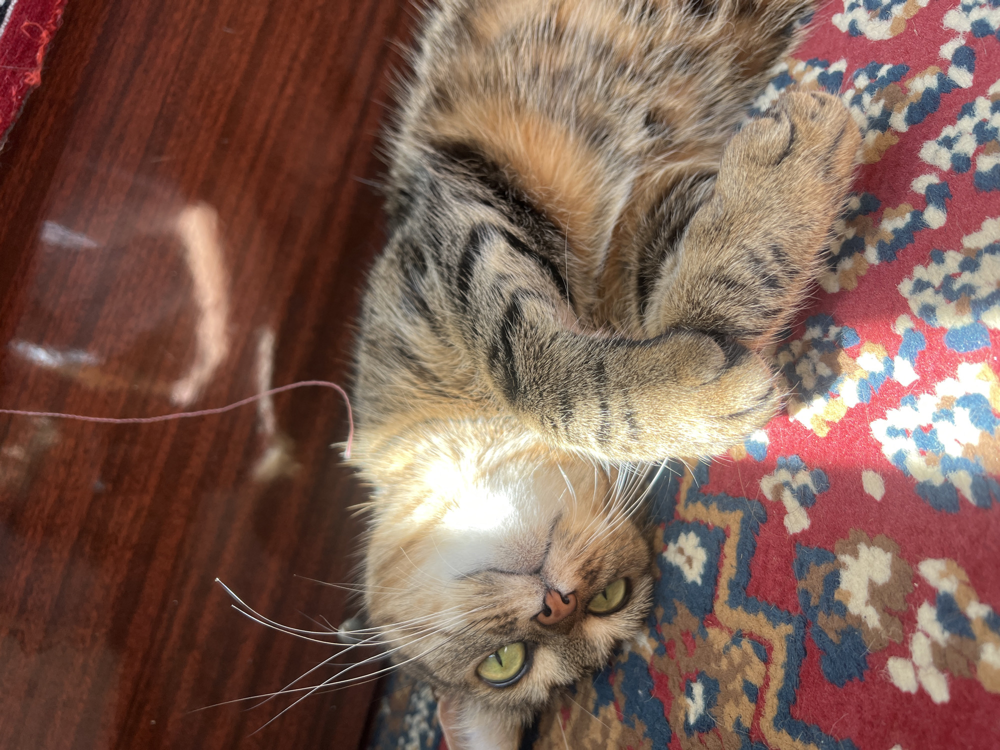 A tabby cat is lying on its back on a red and blue patterned rug, with its paws crossed in front of its chest. The cat has green eyes and is looking towards the camera. A thin pink string is visible above the cat, suspended in the air. The background is a dark brown wooden surface. The scene is lit by sunlight, which casts a bright reflection on the wooden surface and highlights the cat's fur.